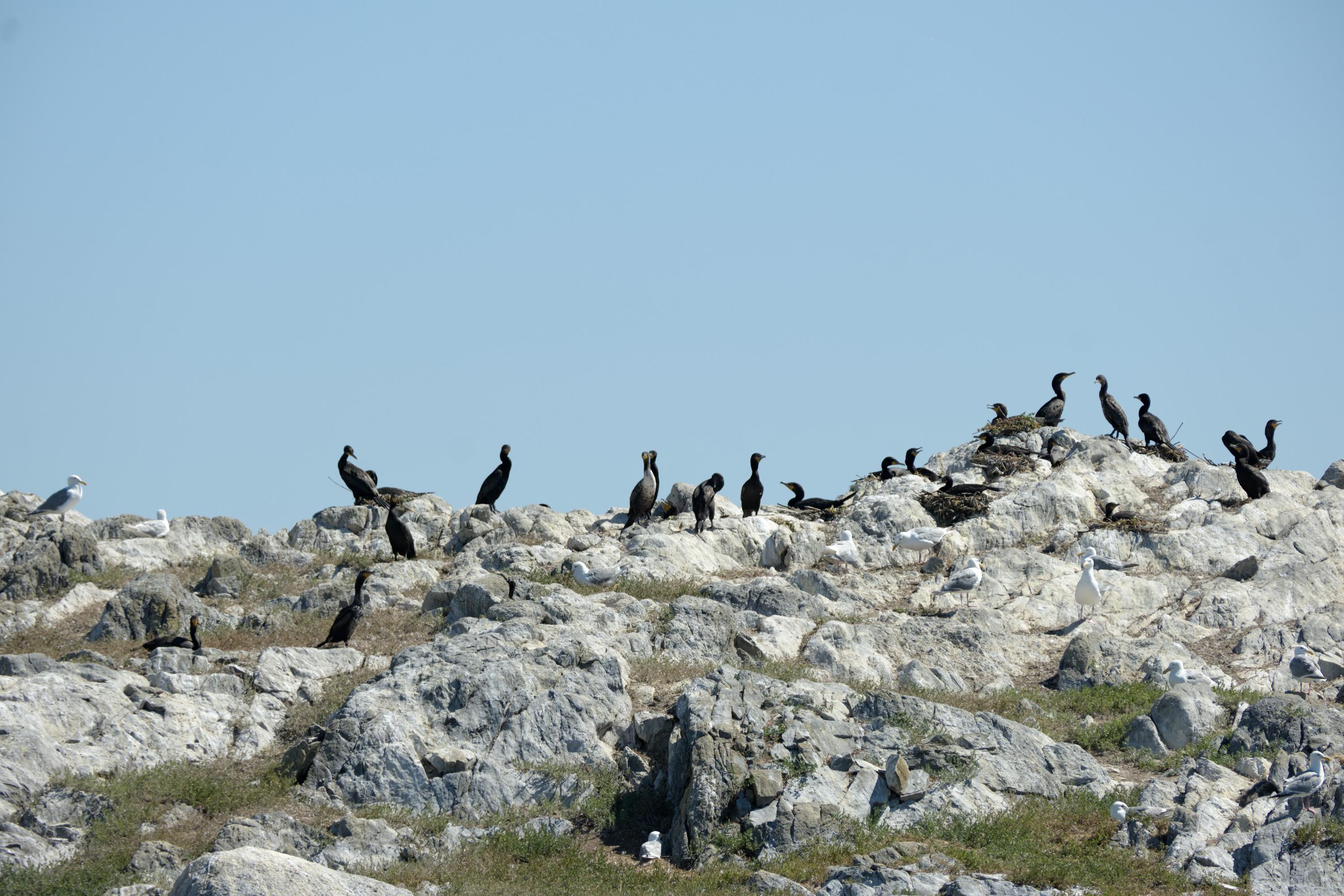 A light-shaded rocky outcrop with patches of faded grass taking up the bottom half of the image. A dozen or so of black cormorants sit on the top, in a row, joined by a few white seagulls. The upper half is uniform faded blue sky.