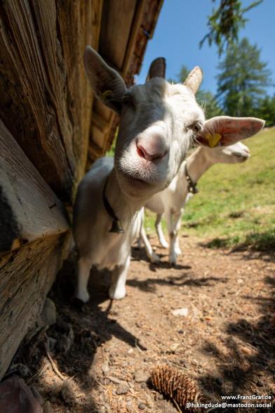 This image captures a charming and lively scene featuring a goat standing in front of a rustic wooden structure, likely a barn or shelter. The goat, with its white and light gray fur, is the central focus of the image. Its curious and slightly tilted head, with a yellow tag on its ear, adds a sense of personality and playfulness to the scene. The goat's horns are prominent, and its expressive face seems to be engaging directly with the viewer.
The wooden structure behind the goat is constructed…