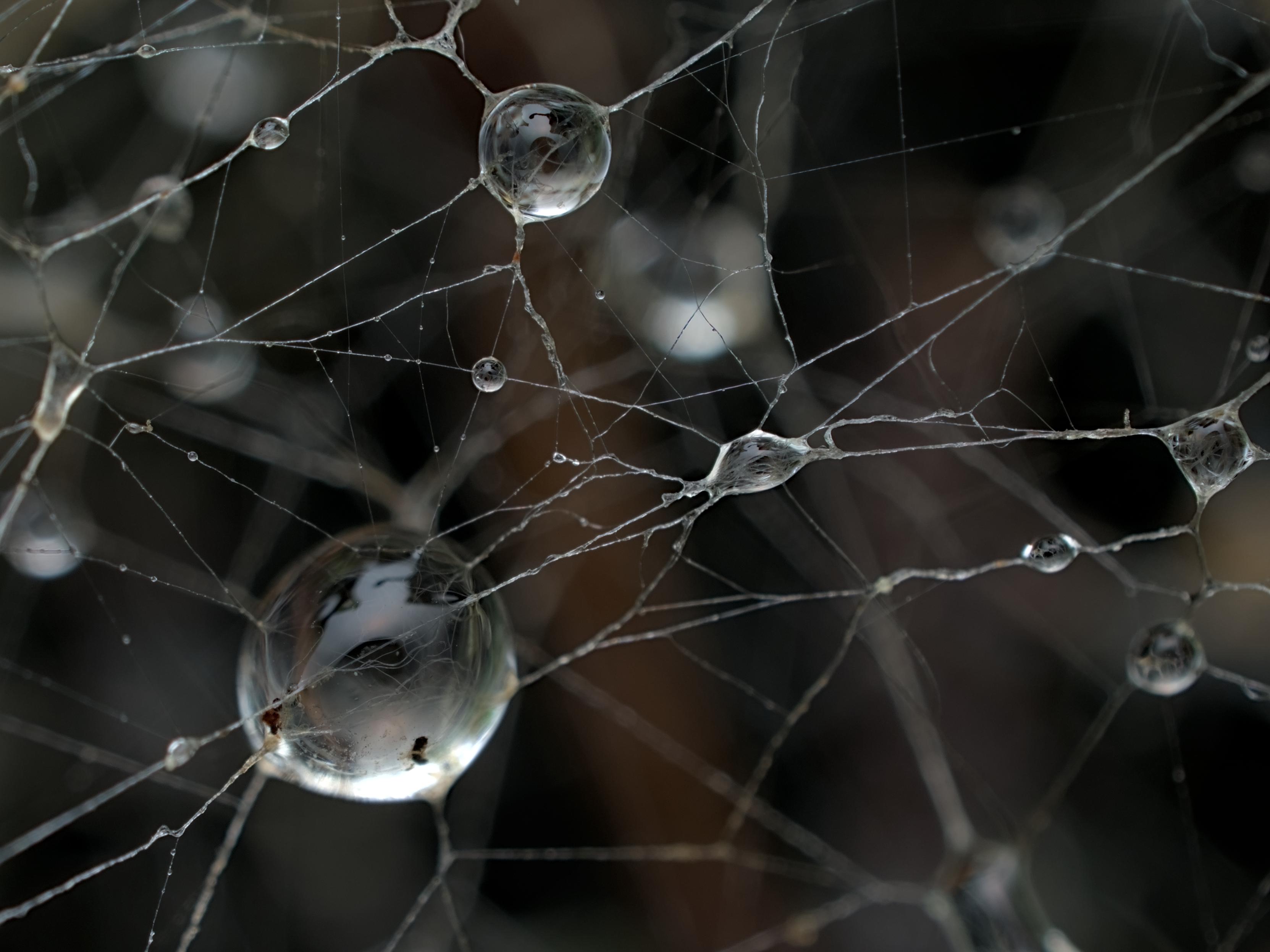 Macro photo of a spider web covered in water droplets. The background is blurry.