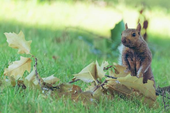 Squirrel stands up on his hind behind a cluster of oak leaves on a grass lawn with another cluster of leaves behind and a bright beam of light coming through the trees