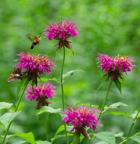 Five cylindrical pink flowers being fed on by a moth and a hummingbird moth
