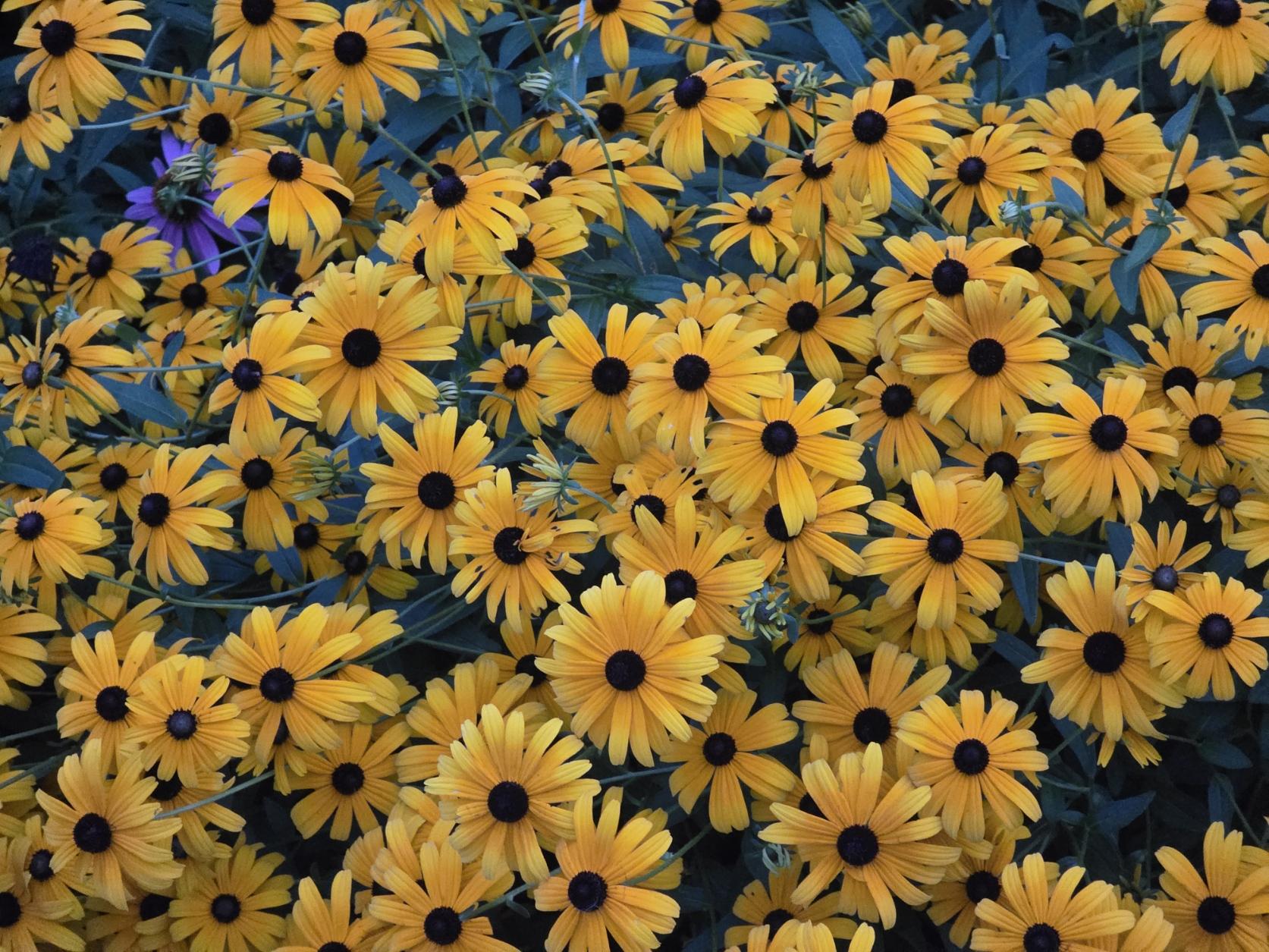 A screenful of yellow flowers with black centers.