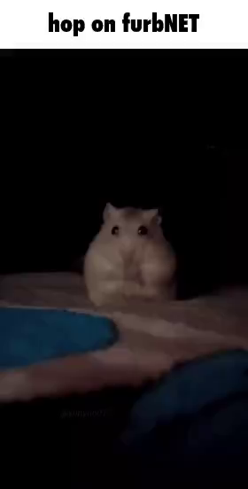 An animated, sped-up GIF of a hamster, eating something on a bed before it is grabbed and pulled into the darkness by a human hand. The gif has an esmBot caption above it reading "hop on furbNET".