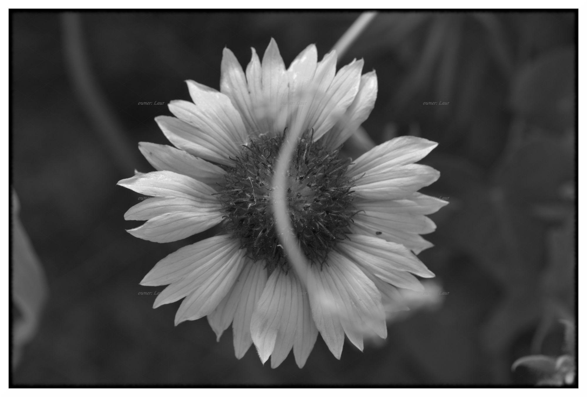 Flower, monochrome, photo