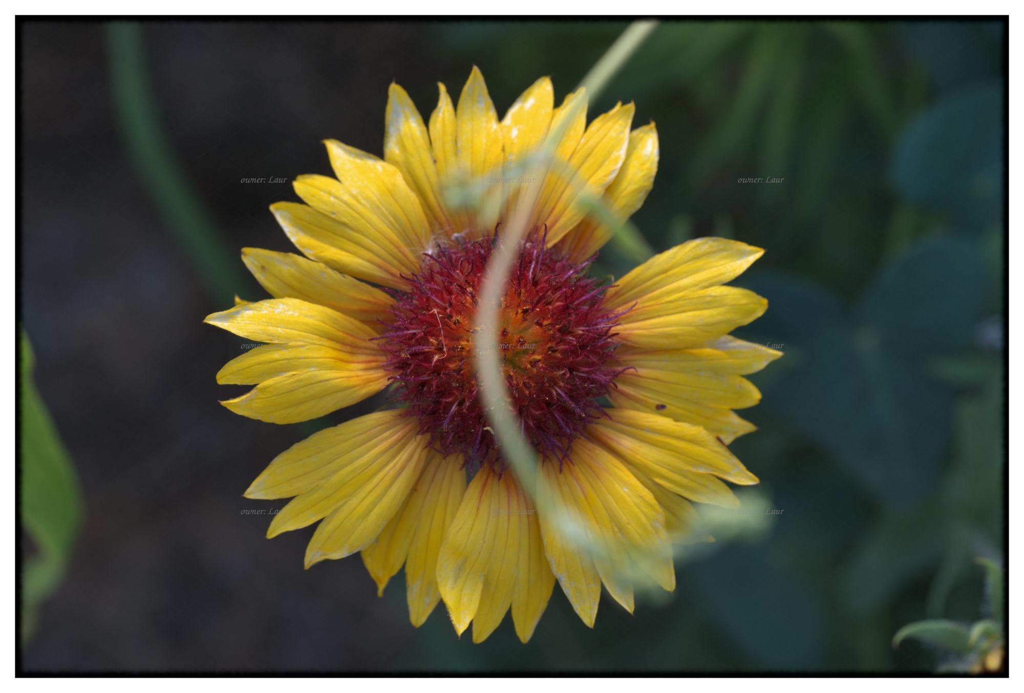 Flower, color, photo
