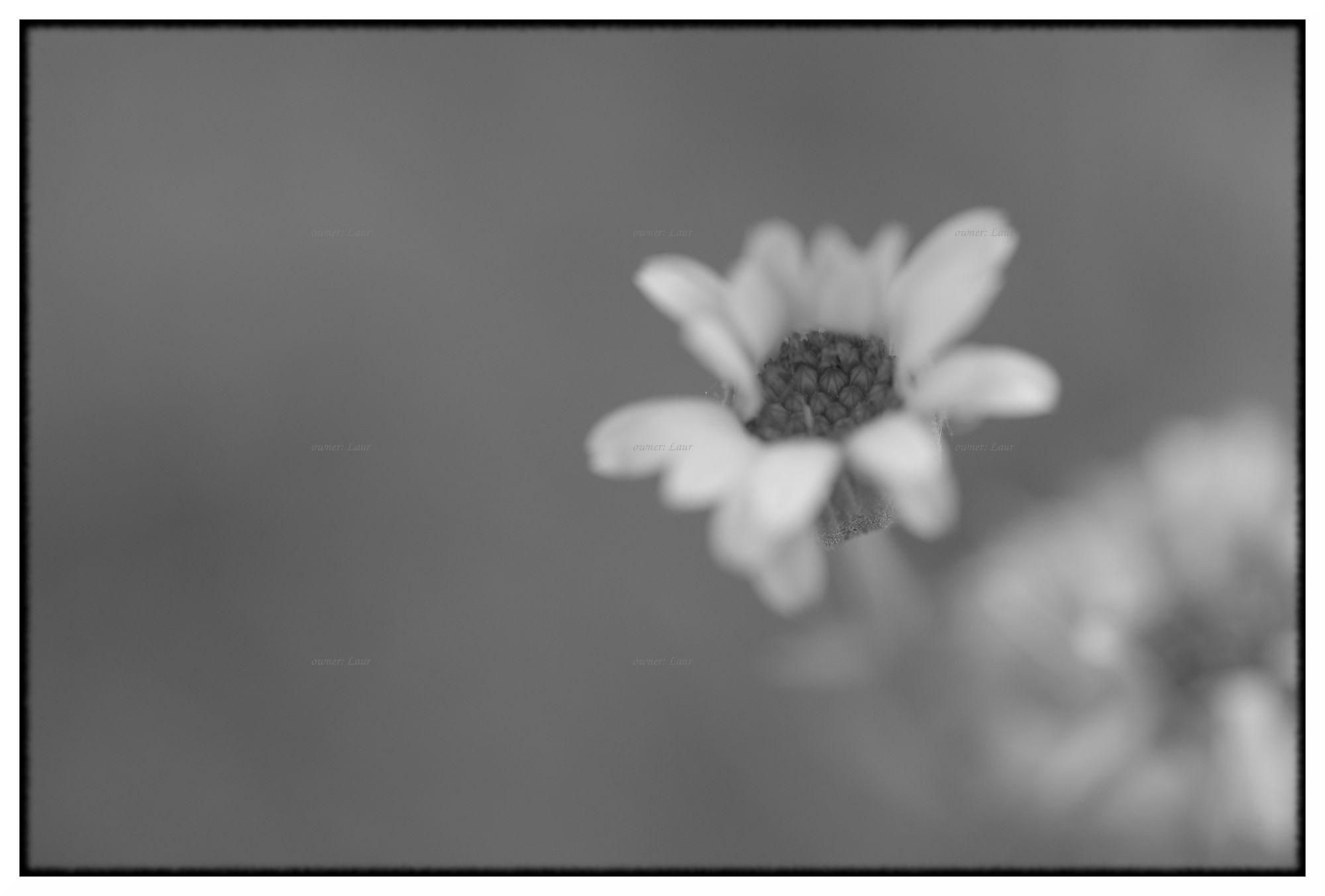 Flower, monochrome, photo
