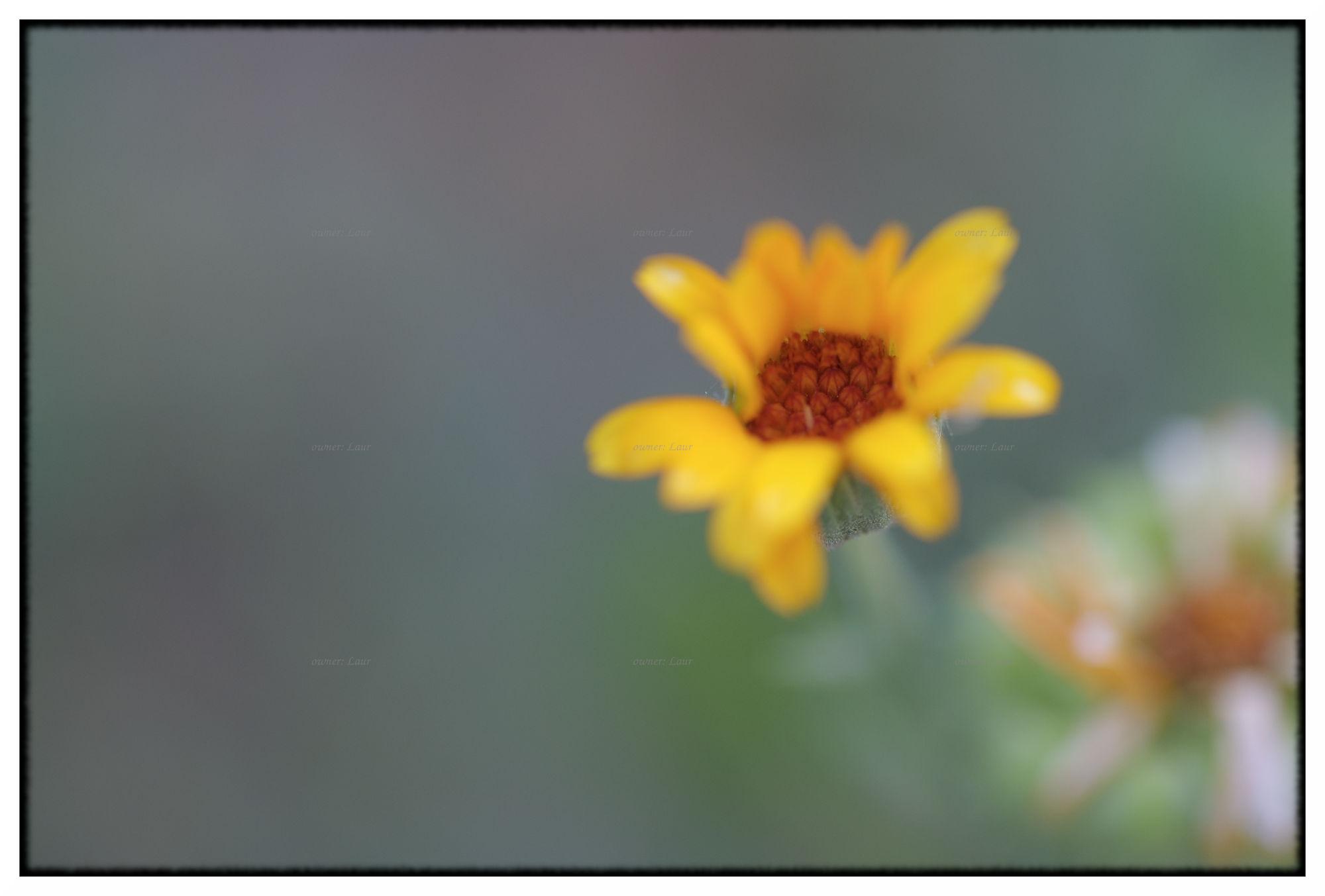 Flower, color, photo