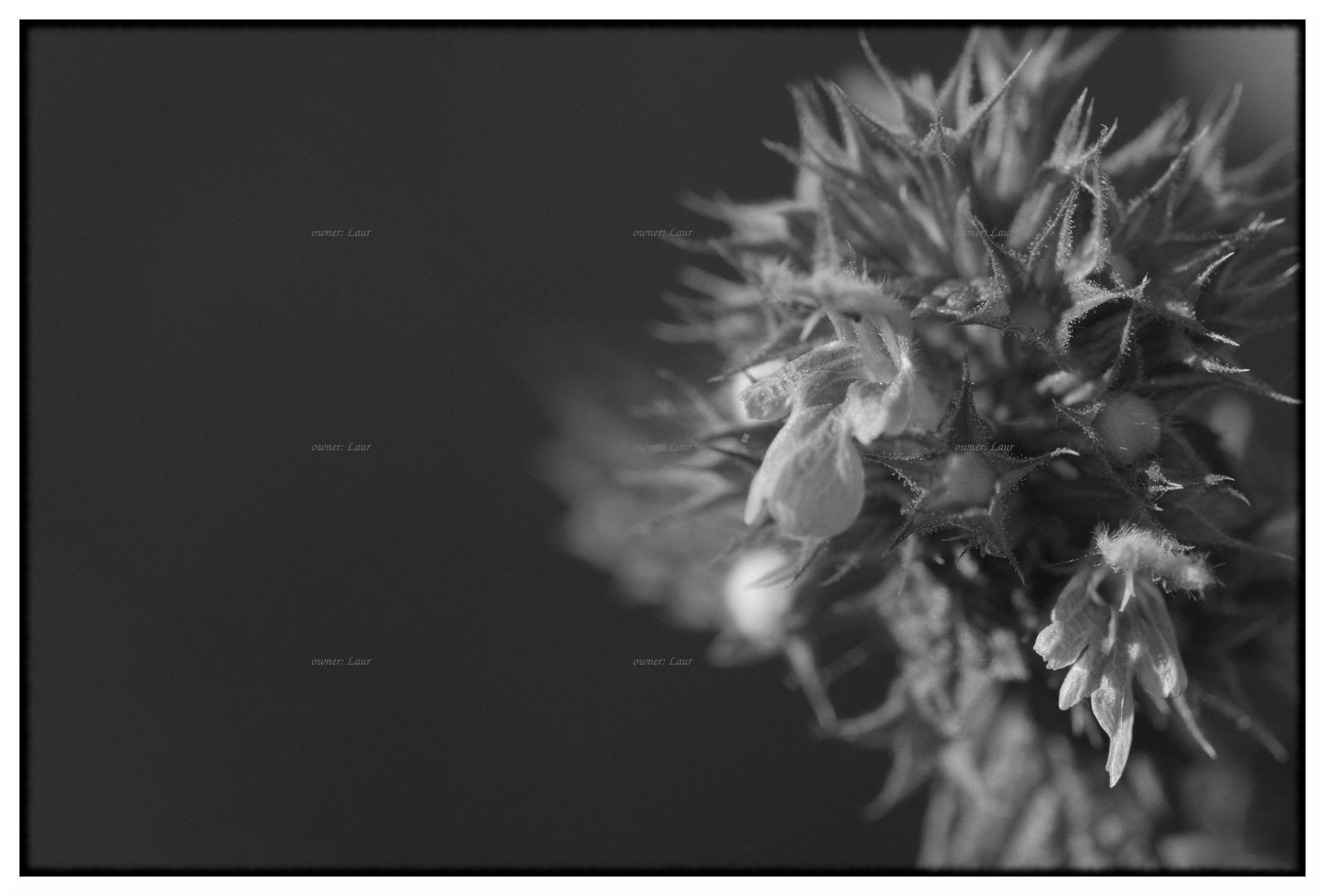 Flower, monochrome, photo