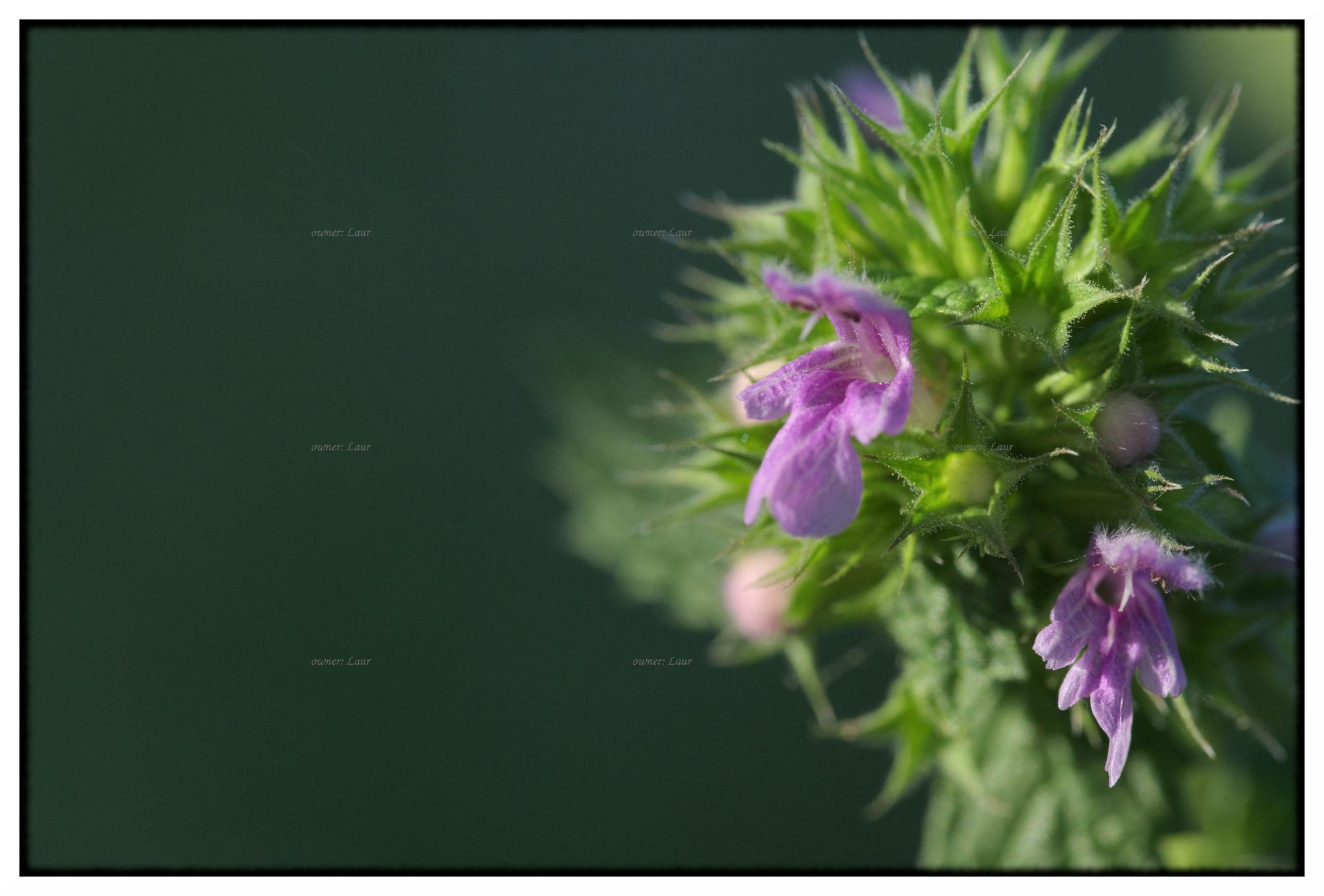 Flower, color, photo