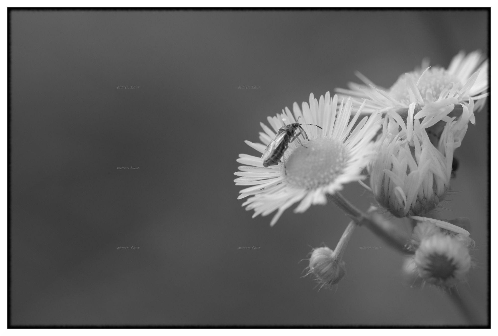 Nature, monochrome, photo