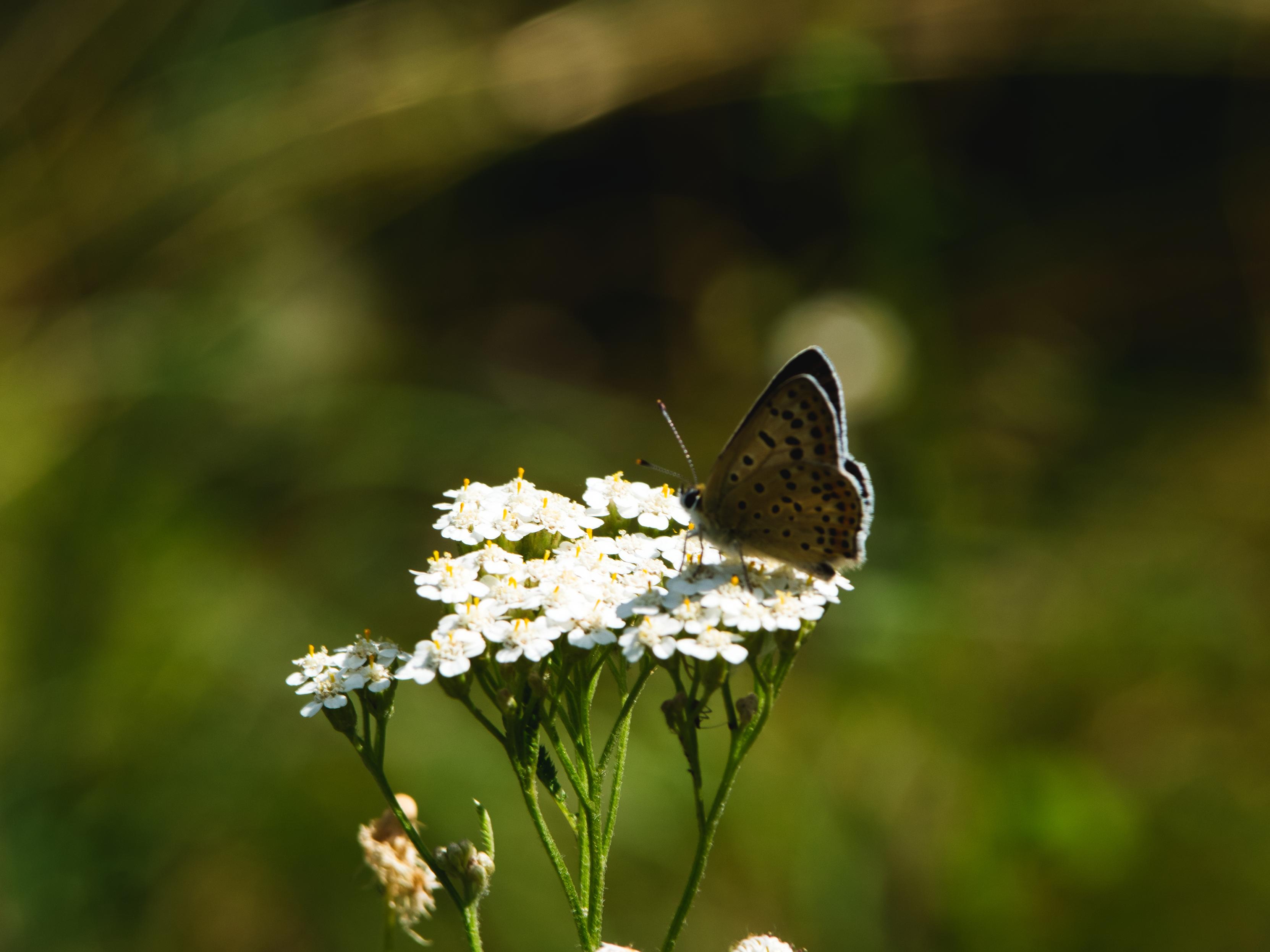 Close-up of a Sooty Copper butterfly with folded wings, brown with black spots, perched on white yarrow flowers against a blurred green background.