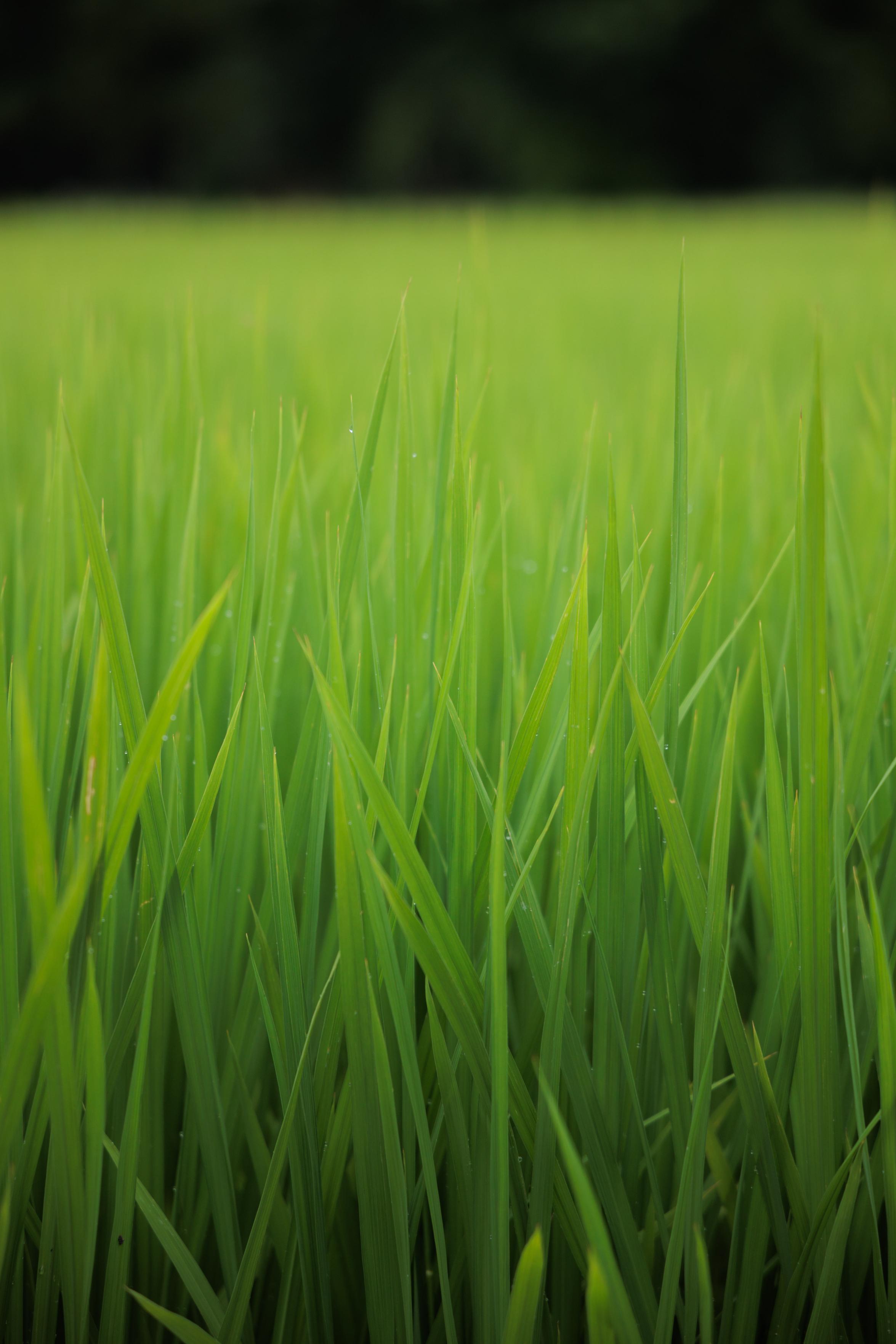 Close-up of vibrant green rice plants with a blurred green field and dark background.