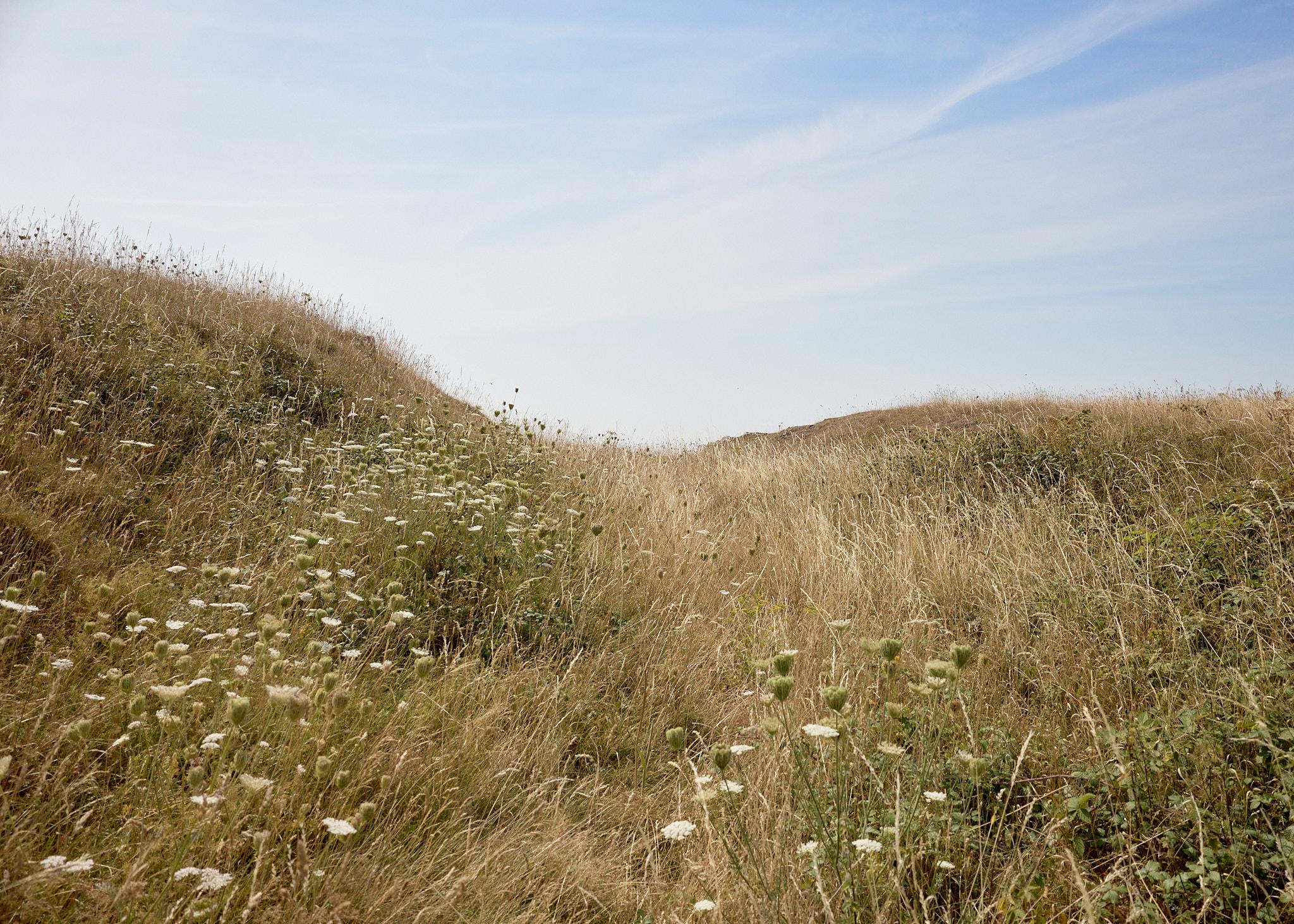 A grassy landscape on a sunny day, with tall, dry grass and scattered white flowers. The scene is framed by gentle hills in the background, and a clear blue sky overhead. The foreground features a narrow path through the grass, leading towards the horizon.