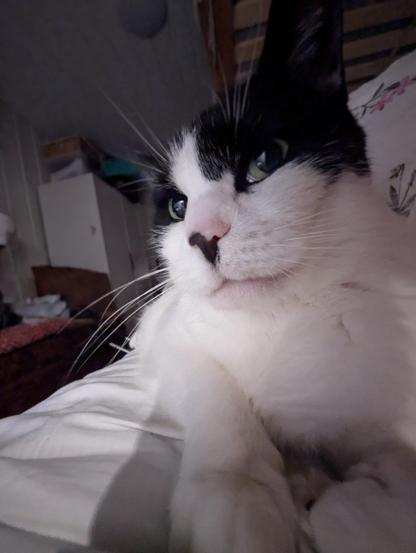 Up close image of a black and white cat, giving me the sideeye.