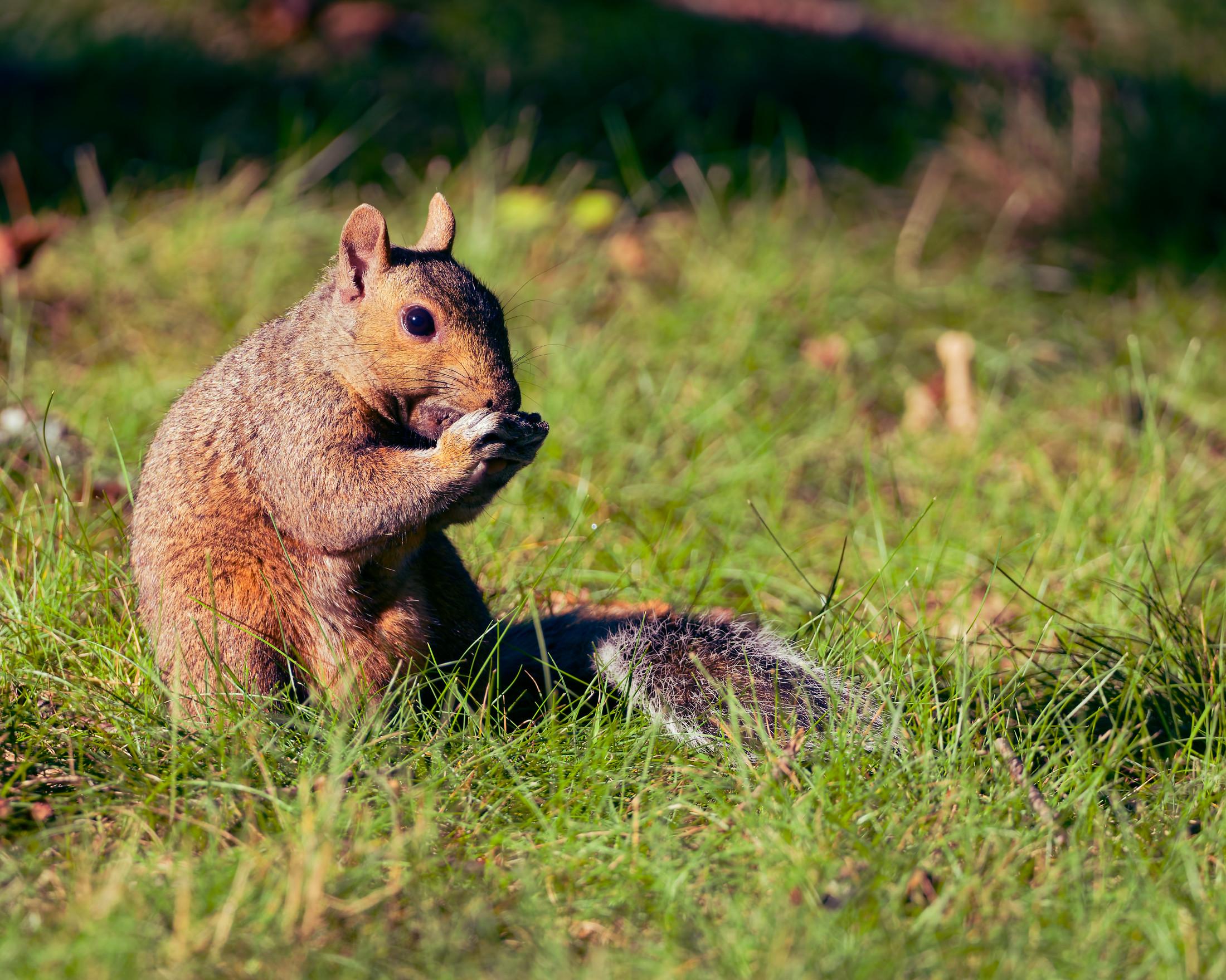 Really cute red squirrel is sitting on the lawn with its ears up and its tail curled behind it with some food it is eating out of its front paws