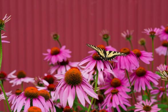 Lots of purple echinacea flowers forming cones, one in the center has a butterfly with black stroke and yellow fill -- behind see a corregated red surface