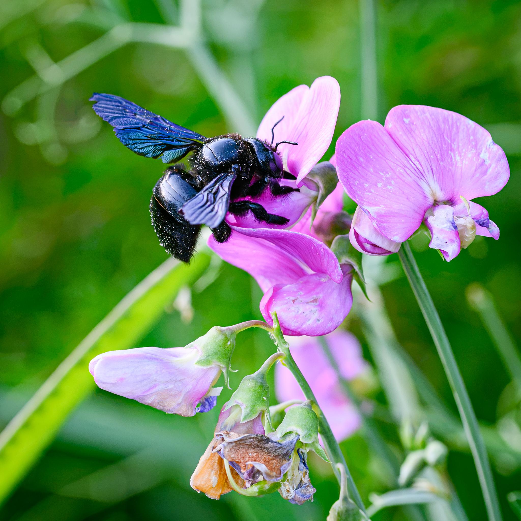 A large bee feeding from a pink sweetpea flower, seen side on and from behind. The bee is a shiny metallic blue-black all over, with the topside of the wings a more iridescent violet. The bee has white flecks of pollen around the top of its thorax and on the abdomen.