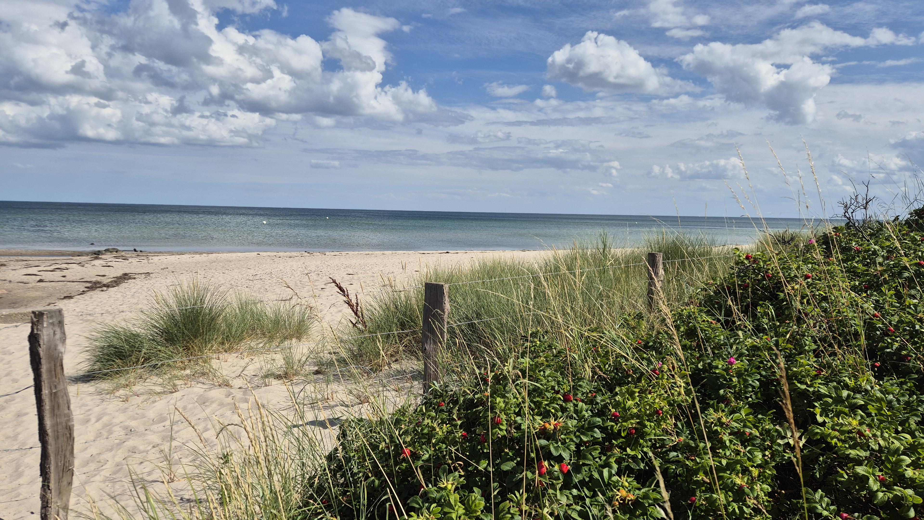 Blick über Strandrosen und einen Zaun auf den Strand und das Meer über einem weiß bewölkten, blauen Himmel. /
A view across beach roses and a fence towards the beach and the sea, set against a blue sky dotted with white clouds.
