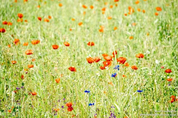 This image captures a vibrant and idyllic meadow scene, bursting with natural beauty and color. The foreground is dominated by a sea of tall, green grass swaying gently, creating a textured and lively backdrop for the wildflowers scattered throughout.
The most striking feature of the image is the abundance of bright orange-red poppies, their vivid petals standing out against the green grass. The poppies are in various stages of bloom, some fully open, revealing their delicate inner structures, …