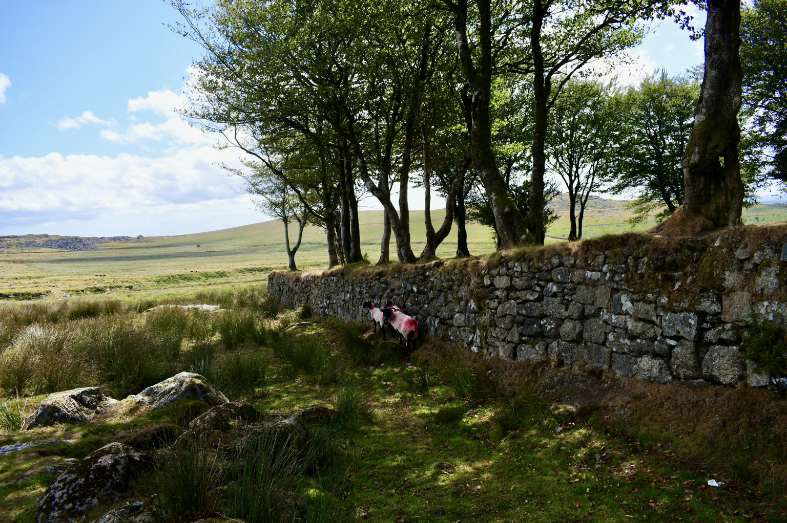 A moorland wall with beech trees growing from it and sheep under it.
