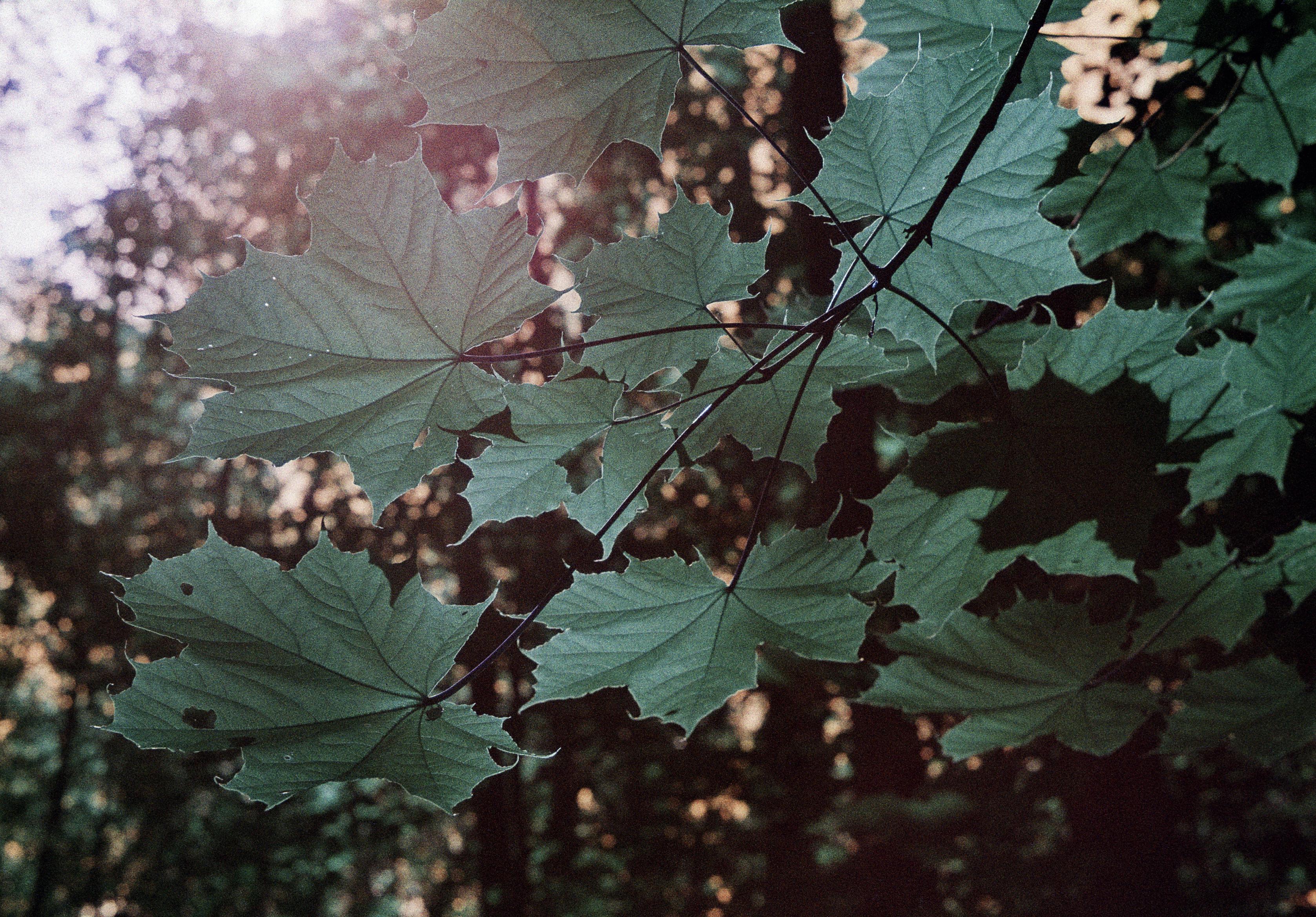 Closeup of some backlit maple leaves in a forest. The leaves are lit by sunshine peering through the tree canopies. Blurry background.