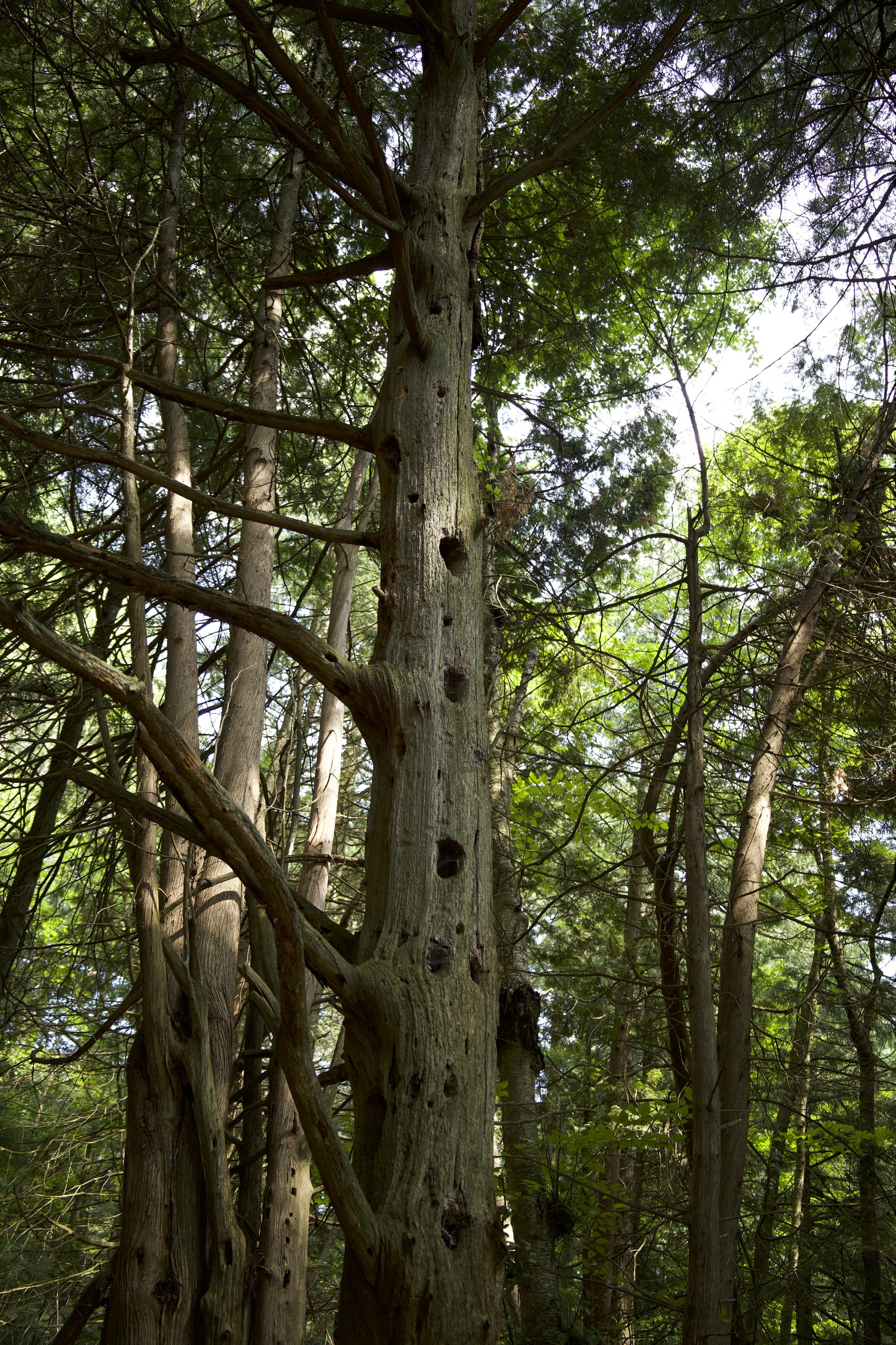 This is a portrait format photo (taken in the summer) of a "mostly dead" tree located at the side of a hiking trail in an urban forested area. The tree trunk has a number of holes going up its length that were probably made by woodpeckers. The other trees in the area form a green backdrop for the photo.