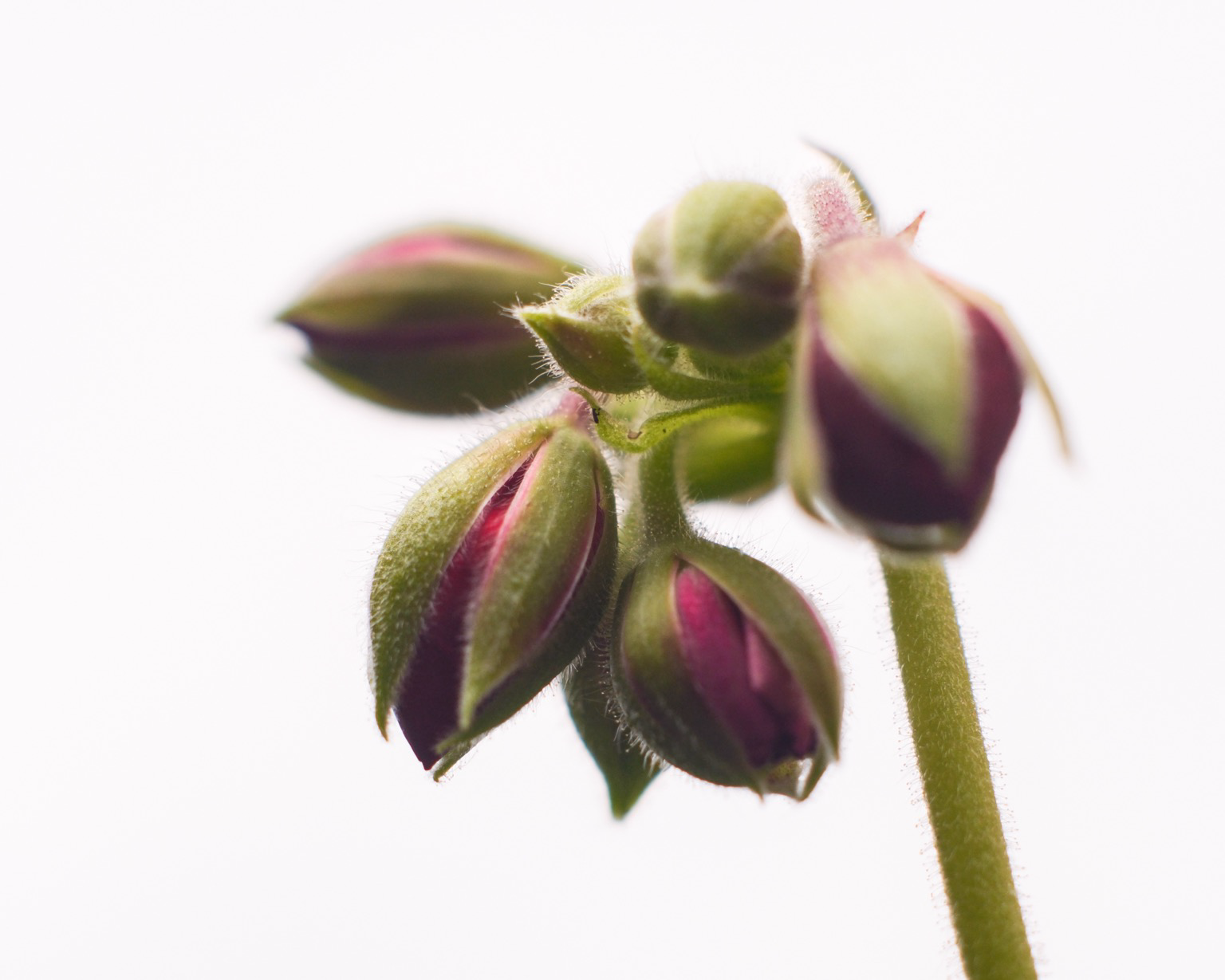 A close-up of fuzzy, green flower buds with emerging purple and magenta petals against a white background.