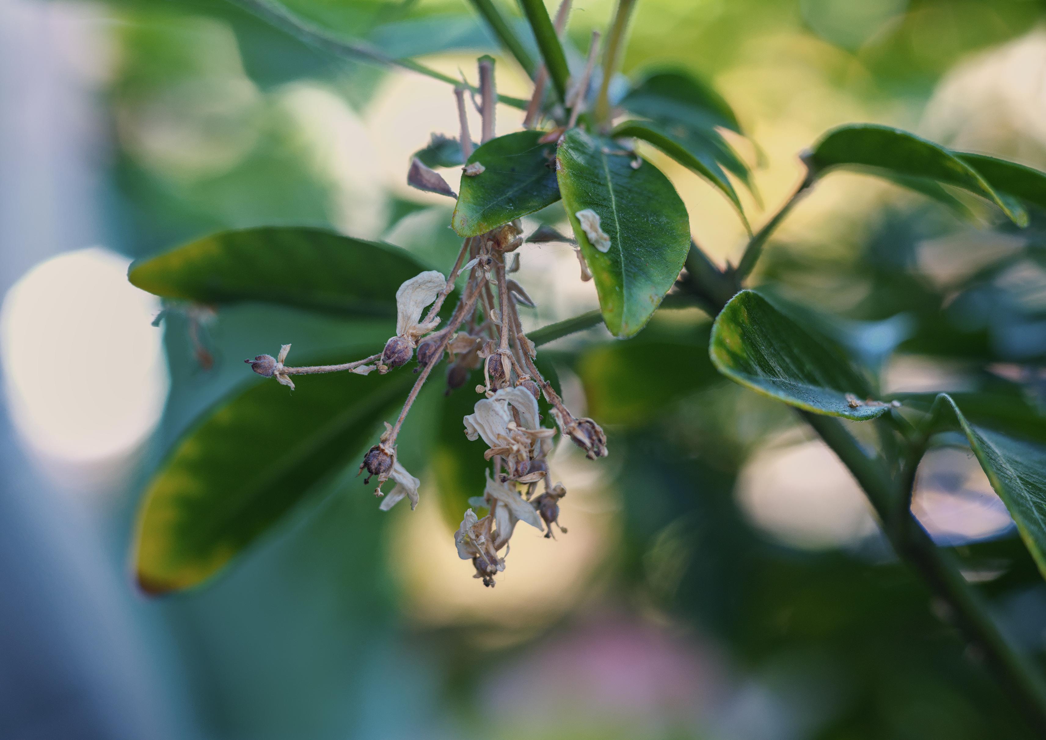 Color photo in landscape format of small withering flower buds. 

A single branch runs diagonally from the bottom right corner to top middle of the frame at a 75 degree angle. The outer edges of the plant's dark green leaves are turning yellow from lack of rain and higher than average summer temperatures. 

A group of wilted flowers pointed downwards are in the middle of the photo. The stems and buds are brown and brittle. The few remaining white petals have dried out; most have fallen to the ground.