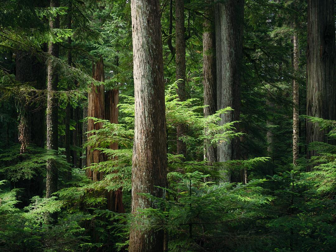In the foreground, a large soft light lit tree trunk stands prominently next to vibrant, bright green branches illuminated by a patch of soft sunlight. The background features a deep, layered woodland with shadowed tree trunks, thick evergreens.