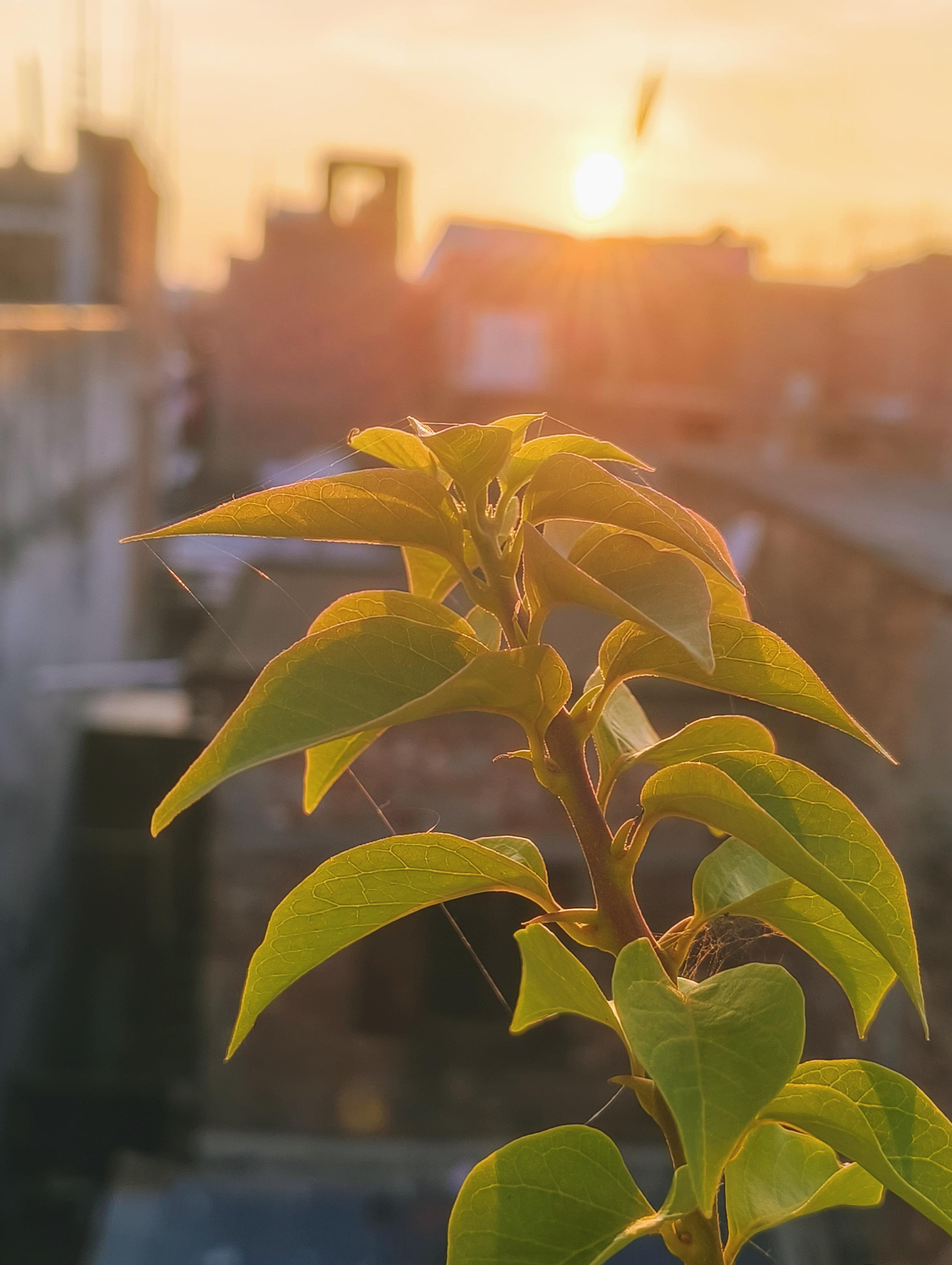 A close-up vertical photograph of a young, leafy green plant stem backlit by a warm, golden sunset. Delicate threads of a spiderweb weave between the vibrant leaves, glowing in the rim light. In the soft-focused background, the orange sun sets behind the dark silhouettes of rooftop buildings during golden hour.