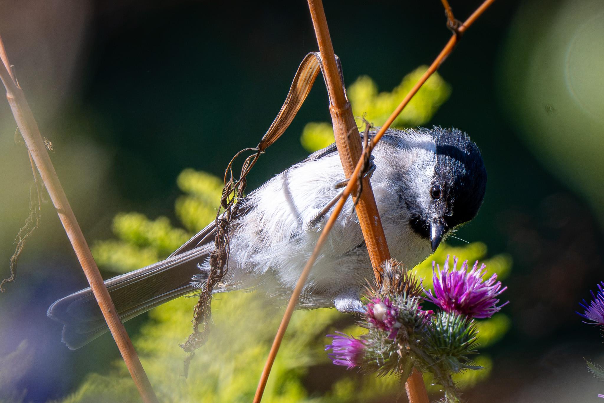 A marsh tit perches on a thistle. The bird is bathed in sunlight, displaying its belly. The image is partially obscured by blurred plants in the foreground.