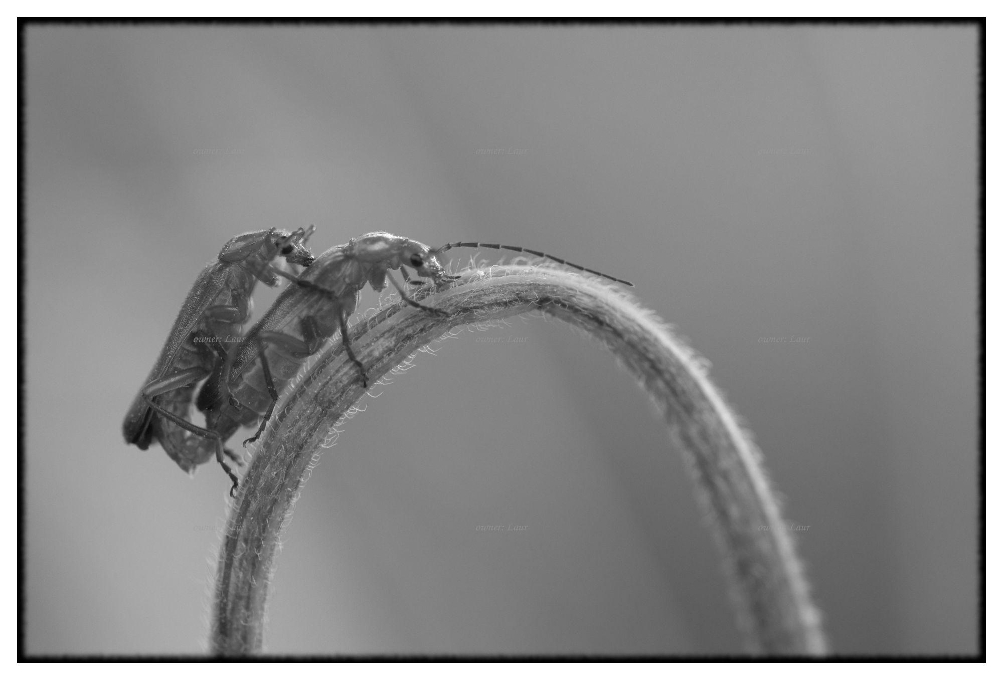 Insects, monochrome, photo