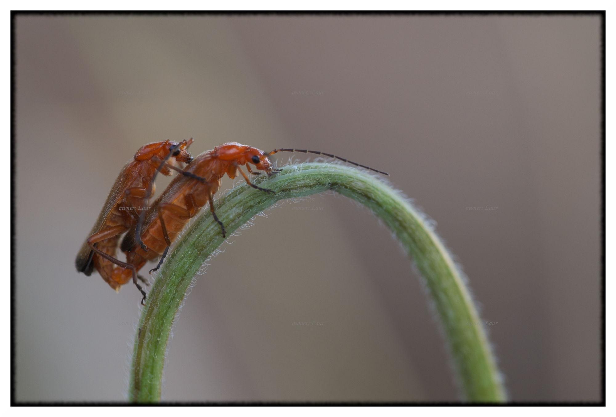 Insects, color, photo