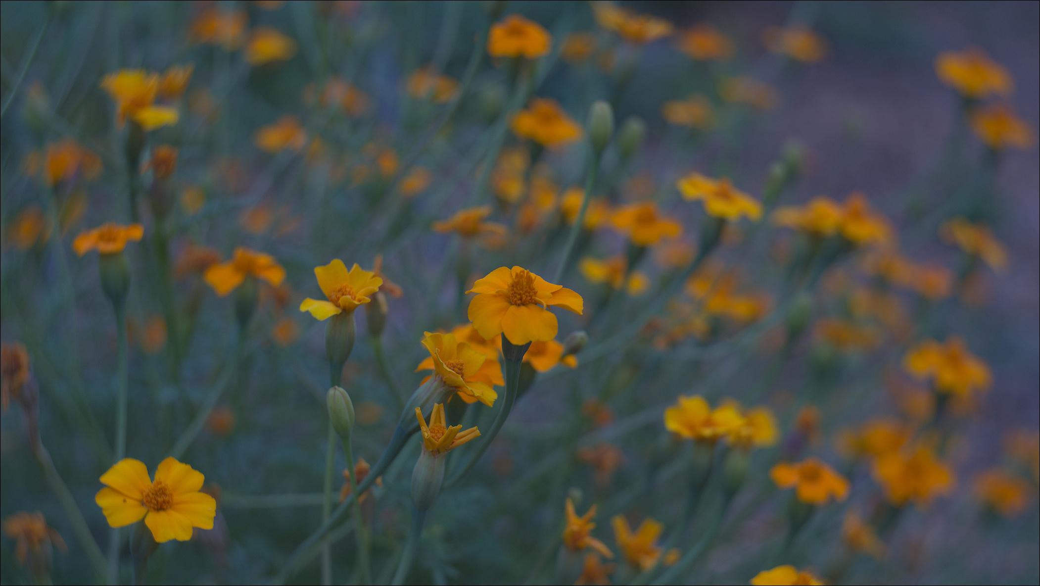 Lemon marigold / Tagetes tenuifolia in dim light of dawn. A couple of five-petal orange flowers are in focus, a few dozen of them are out of focus in the background. The stems are smooth and bluish-green.
A mess of blurry stems and orange flowers dissolves into purplish background to the right of the frame.