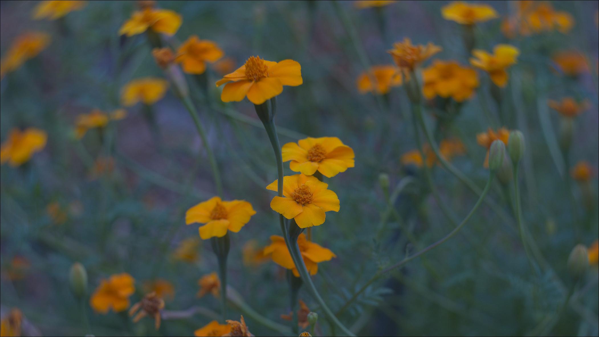 Lemon marigold / Tagetes tenuifolia in dim light of dawn. A couple of five-petal orange flowers are in focus, a dozen of them is out of focus in the background. The stems are smooth and bluish-green.
A mess of blurry stems and orange flowers dissolves into purplish background.