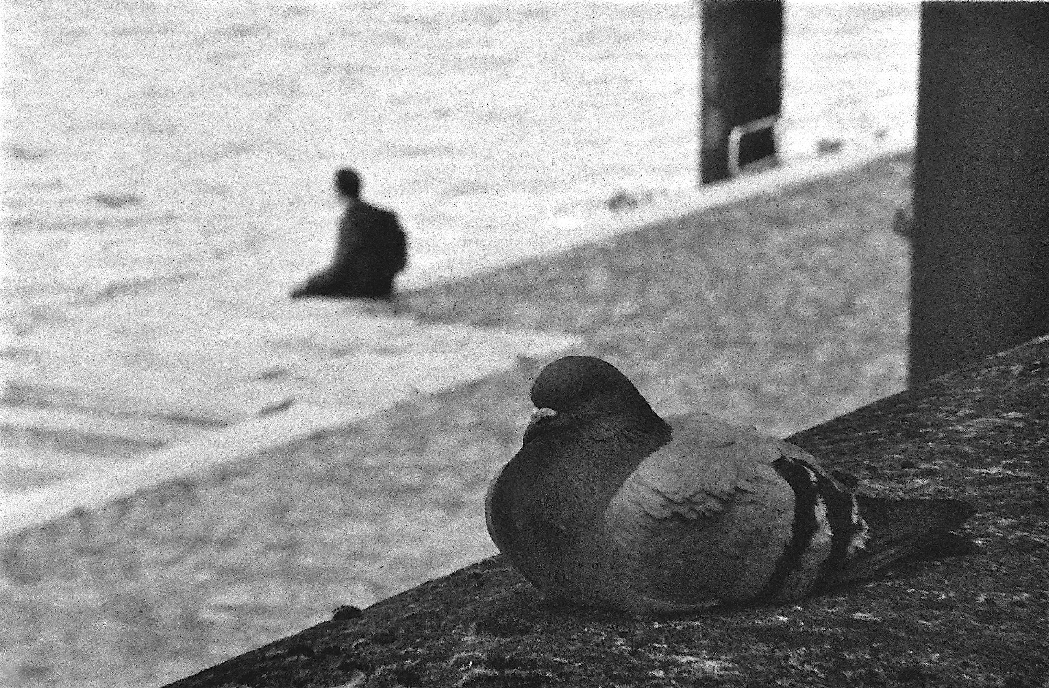 un pigeon au premier plan sur un mur, et un homme assis en bord de seine en arriere plan, noir et blanc