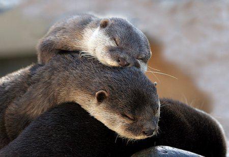 Steve, a brown river otter, sleeps curled up atop another otter against a softly blurred background.  
No text appears in the image.