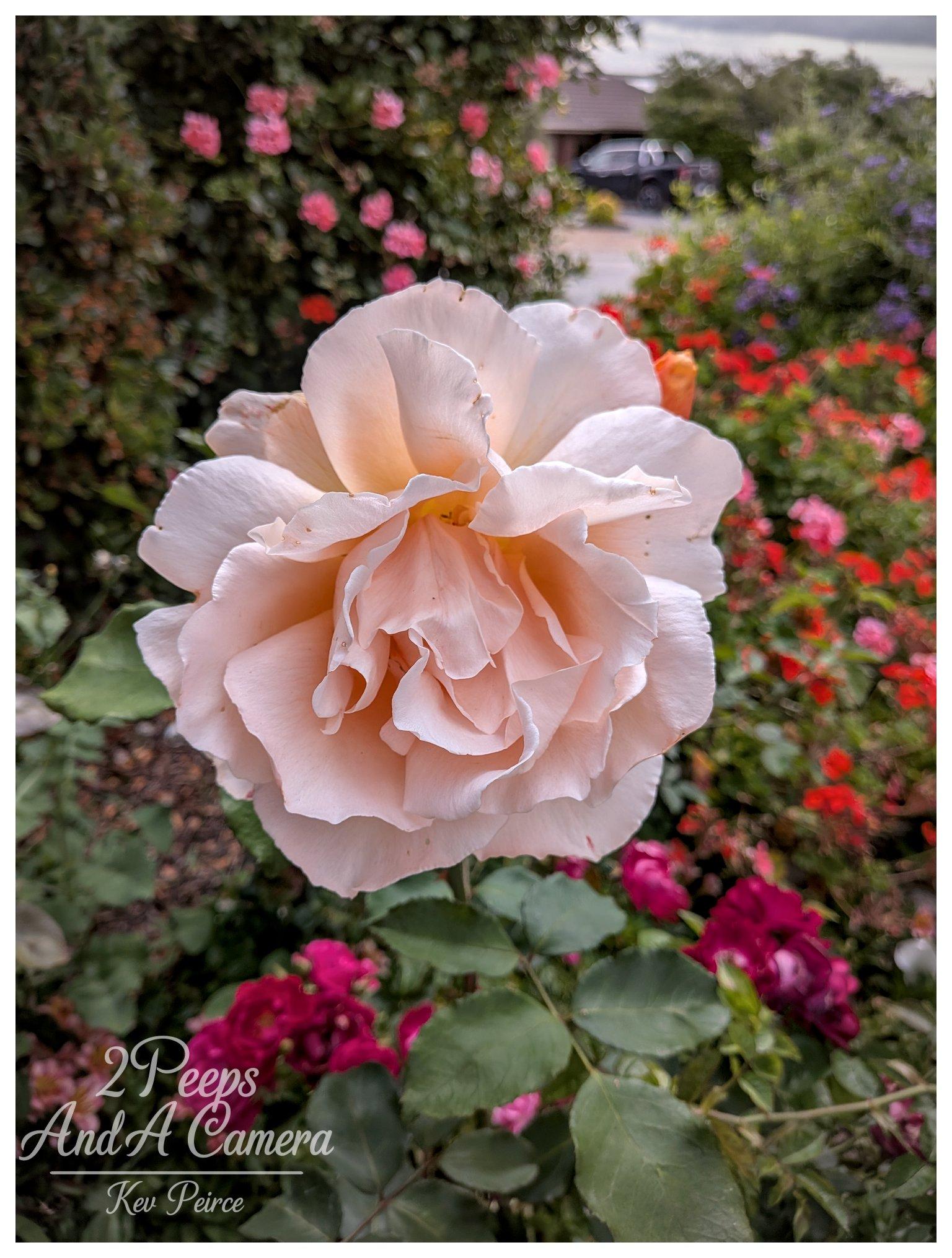 A close up vertical shot of a large, soft pale pink rose in full bloom, filling the centre of the frame. Its ruffled petals fold outward, showing subtle hint of warm peach in the deep centre. Soft natural overcast light illuminates the delicate textures of the petals. The background is a gently blurred garden filled with rich green foliage and vibrant red and pink flowers.