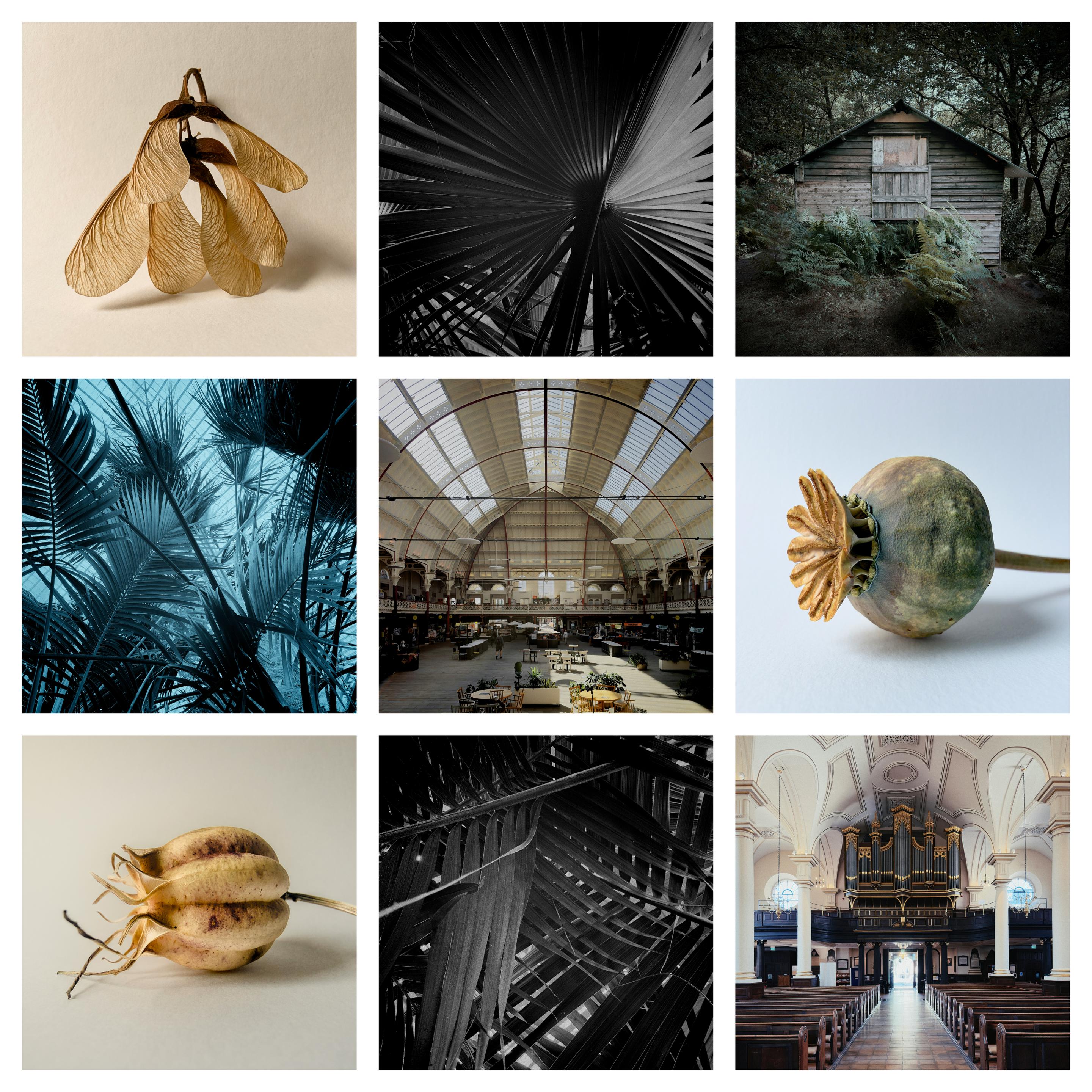 A selection of nine images of various subjects, all edited with Photomator.