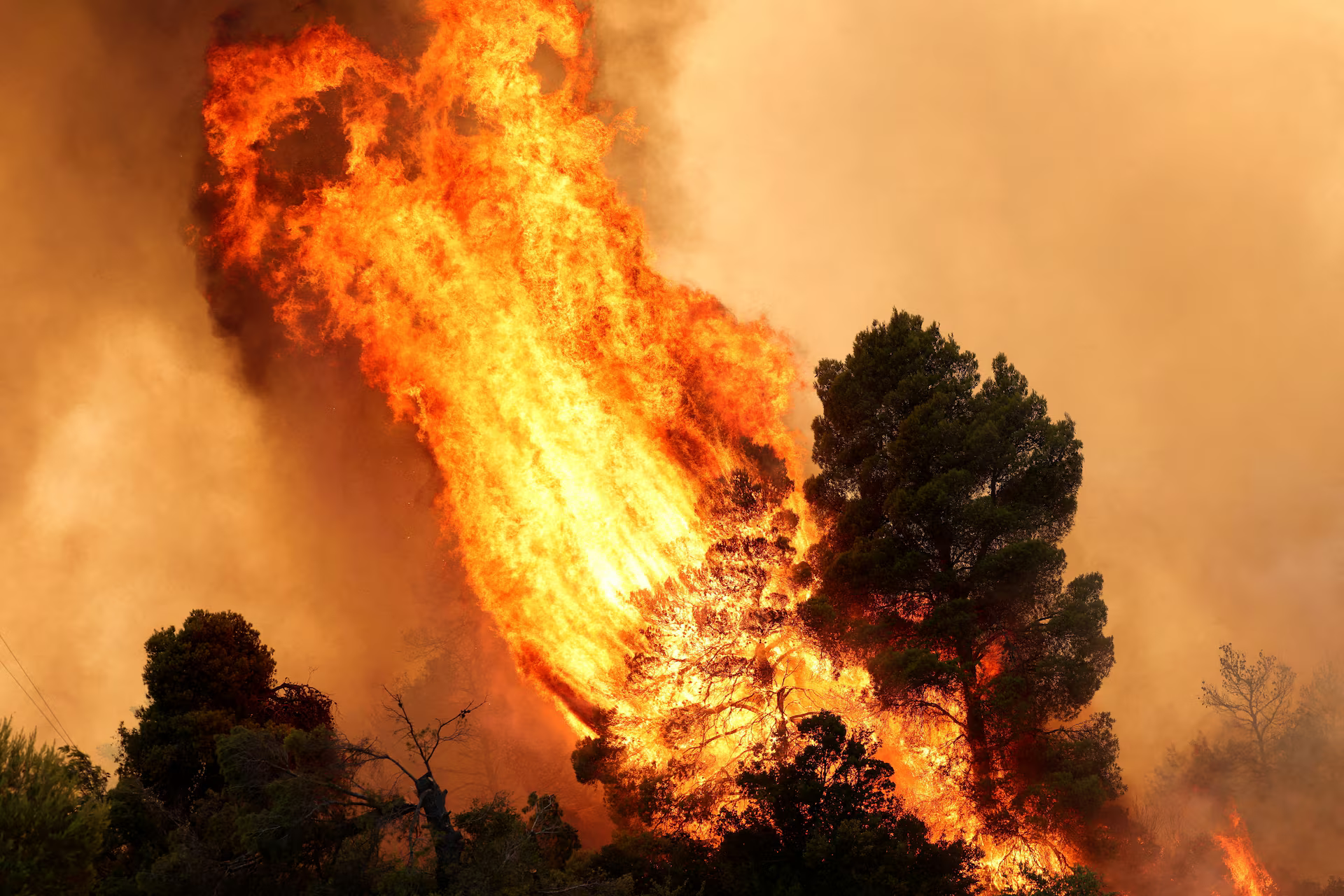 Trees burn during a wildfire.