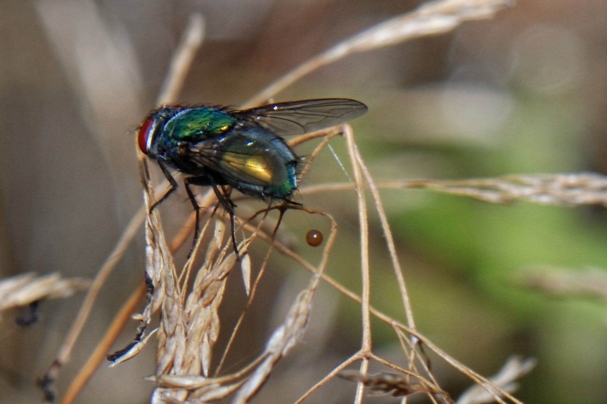 Bildbeschreibung (Deutsch) Das Bild zeigt eine detailreiche Makroaufnahme aus der Natur:  * Das Hauptmotiv: Eine metallisch glänzende, grün-goldene Fliege (vermutlich eine Goldfliege) mit markanten roten Augen. Auffällig ist ein kleiner, perfekt runder, rötlich-brauner Tropfen, der direkt unterhalb des Hinterleibs der Fliege in der Luft zu schweben scheint oder gerade abfällt.  * Die Umgebung: Das Insekt sitzt auf den feinen, vertrockneten Rispen von braunem Gras. Der Hintergrund verschwimmt in einem weichen Bokeh aus erdigen und dezent grünen Tönen, was den Fokus extrem stark auf die Fliege lenkt.  * Die Stimmung: Die Szene fängt einen flüchtigen, sehr präzisen Moment in der Natur ein. Durch die starke Vergrößerung treten die faszinierenden Farben und Texturen dieses alltäglichen Insekts eindrucksvoll zutage. Image Description (English) The picture shows a highly detailed macro shot from nature:  * The Main Subject: A shiny, metallic green-gold fly (likely a green bottle fly) with dis