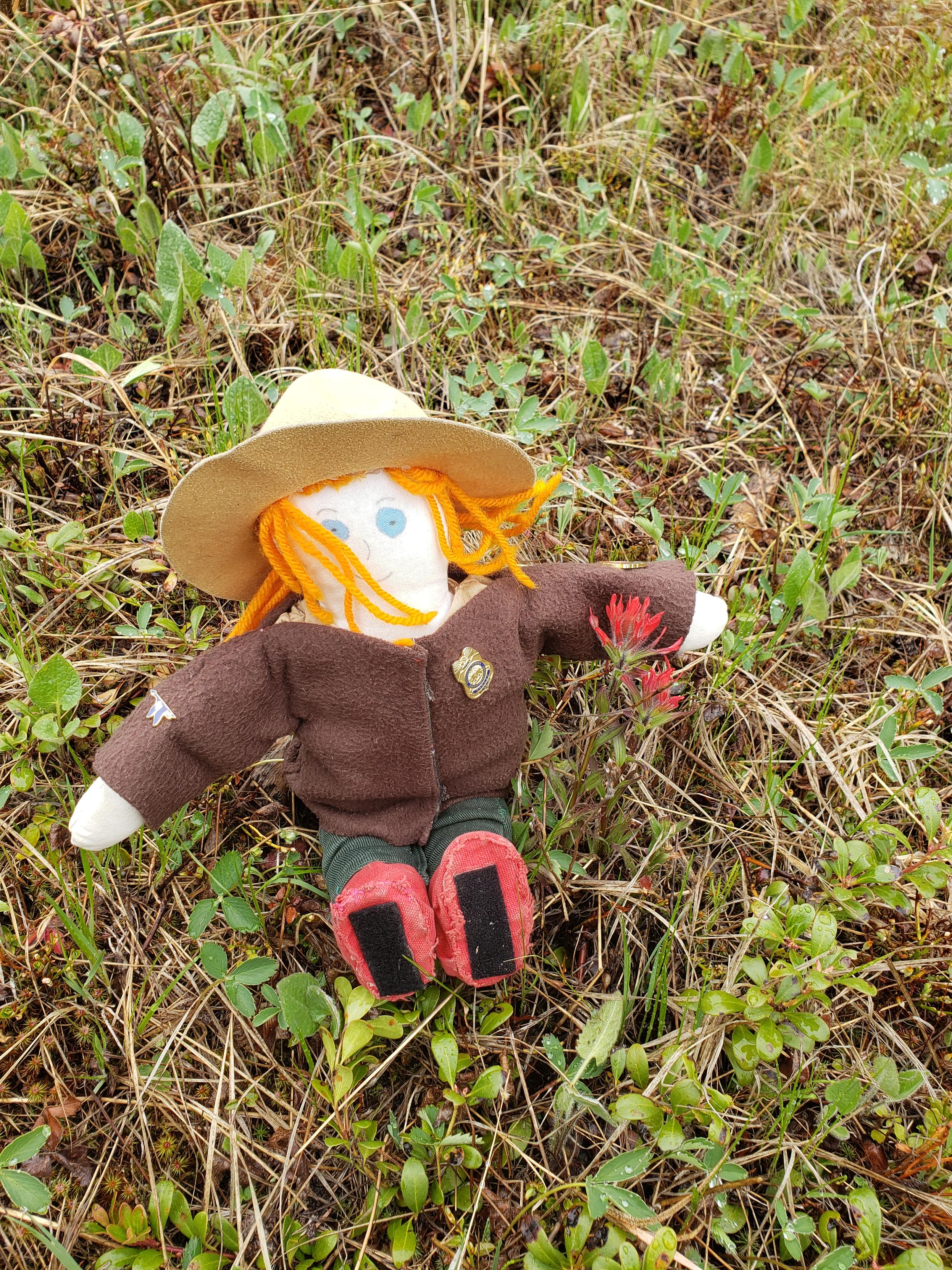 Ranger Sarah has found a Indian Paintbrush flower. Montana is home to over 20 native species of Indian Paintbrush (Castilleja), ranging from deep reds and pinks to bright yellows and whites