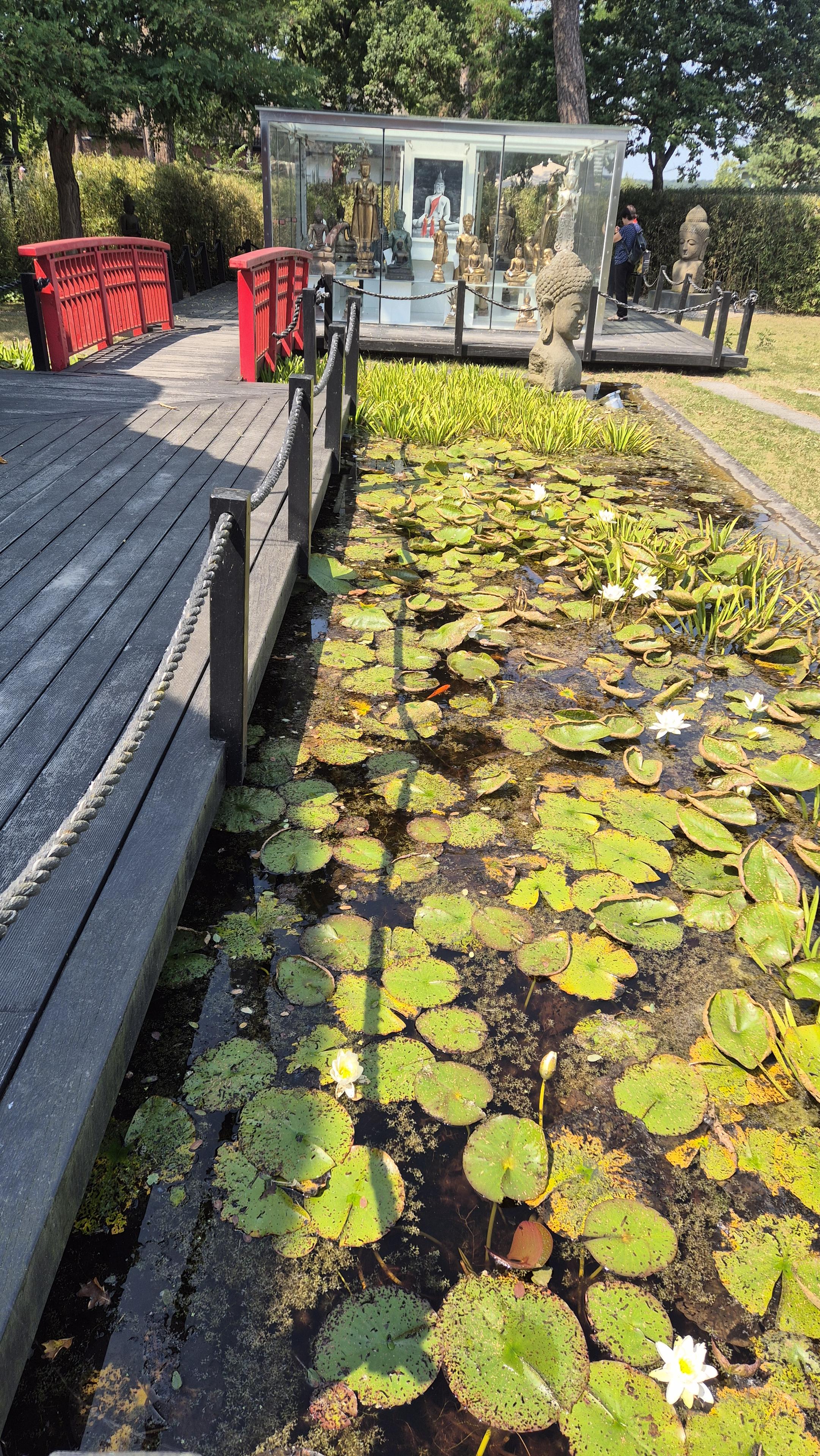 Blick auf einen kleinen See mit vielen Seerosen, einem Steg auf der linken Seite, und einer roten Brücke dahinter, neben der ein Glashaus mit vielen japanischen Accessoires steht. /
A view of a small lake with lots of water lilies, a jetty on the left-hand side, and a red bridge behind it, next to which stands a glasshouse filled with Japanese accessories.