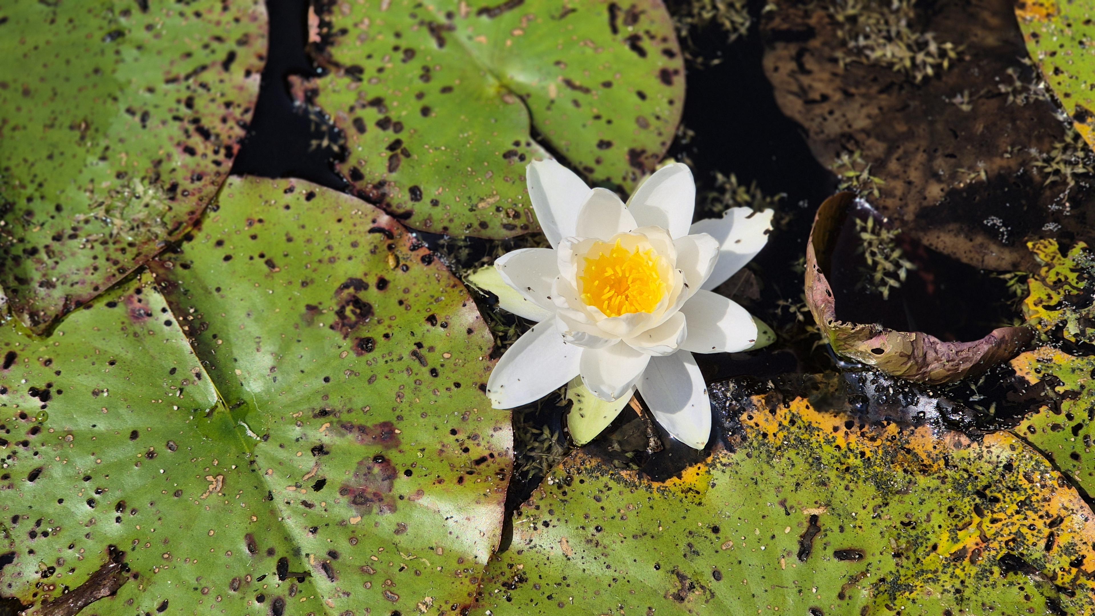Nahaufnahme einer einzelnen, weißen Seerose, umgeben von vielen Blättern im Wasser. /
A close-up of a single white water lily, surrounded by lots of leaves in the water.