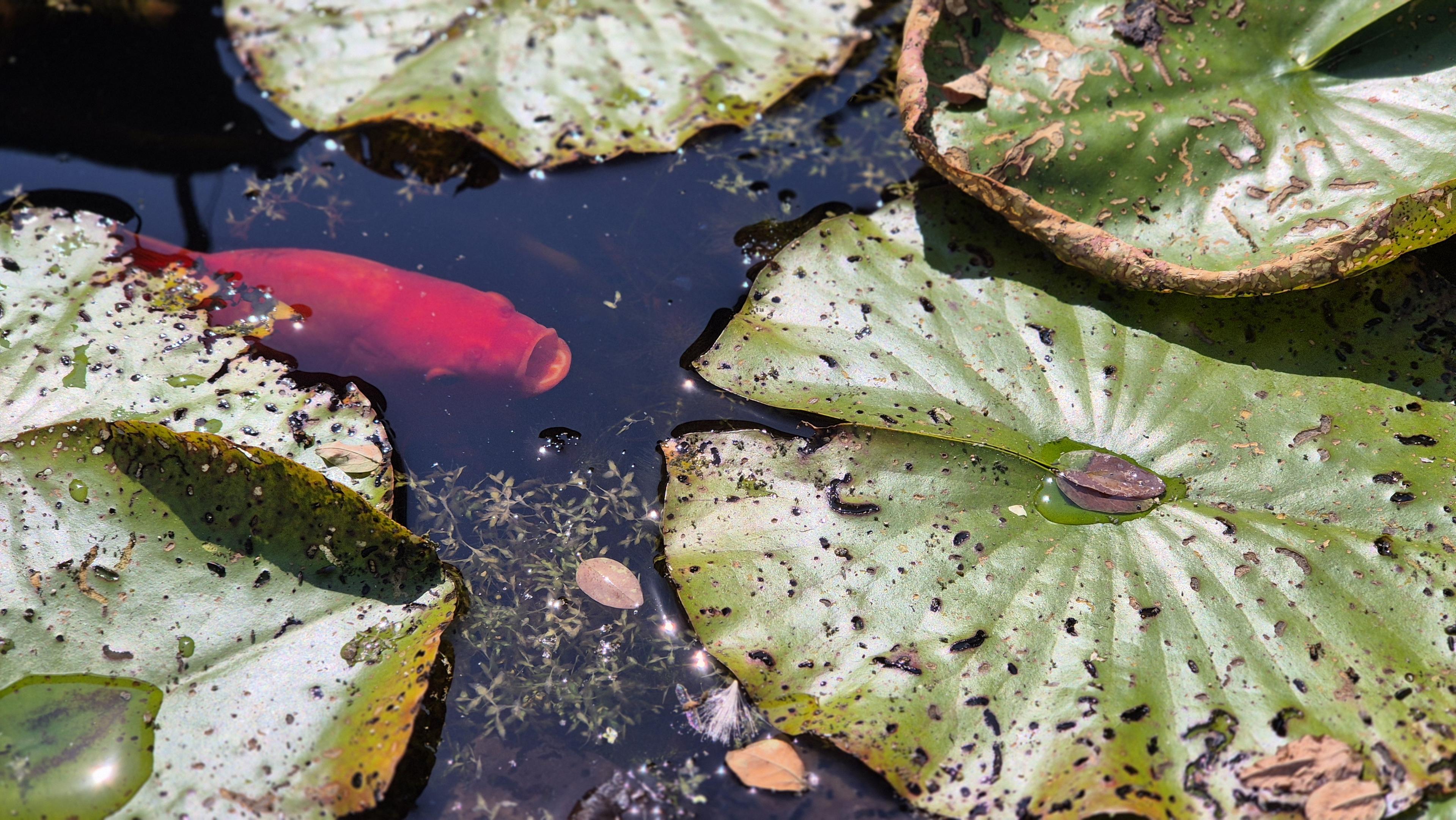 Ein nach Luft schnappender, einzelner Koi lugt zwischen Seerosenblättern hervor. /
A lone koi, gasping for air, peeks out from between the water lily leaves.