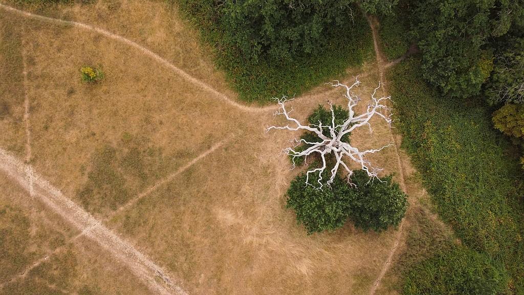 White skeleton of a dead tree surrounded by parched grass.