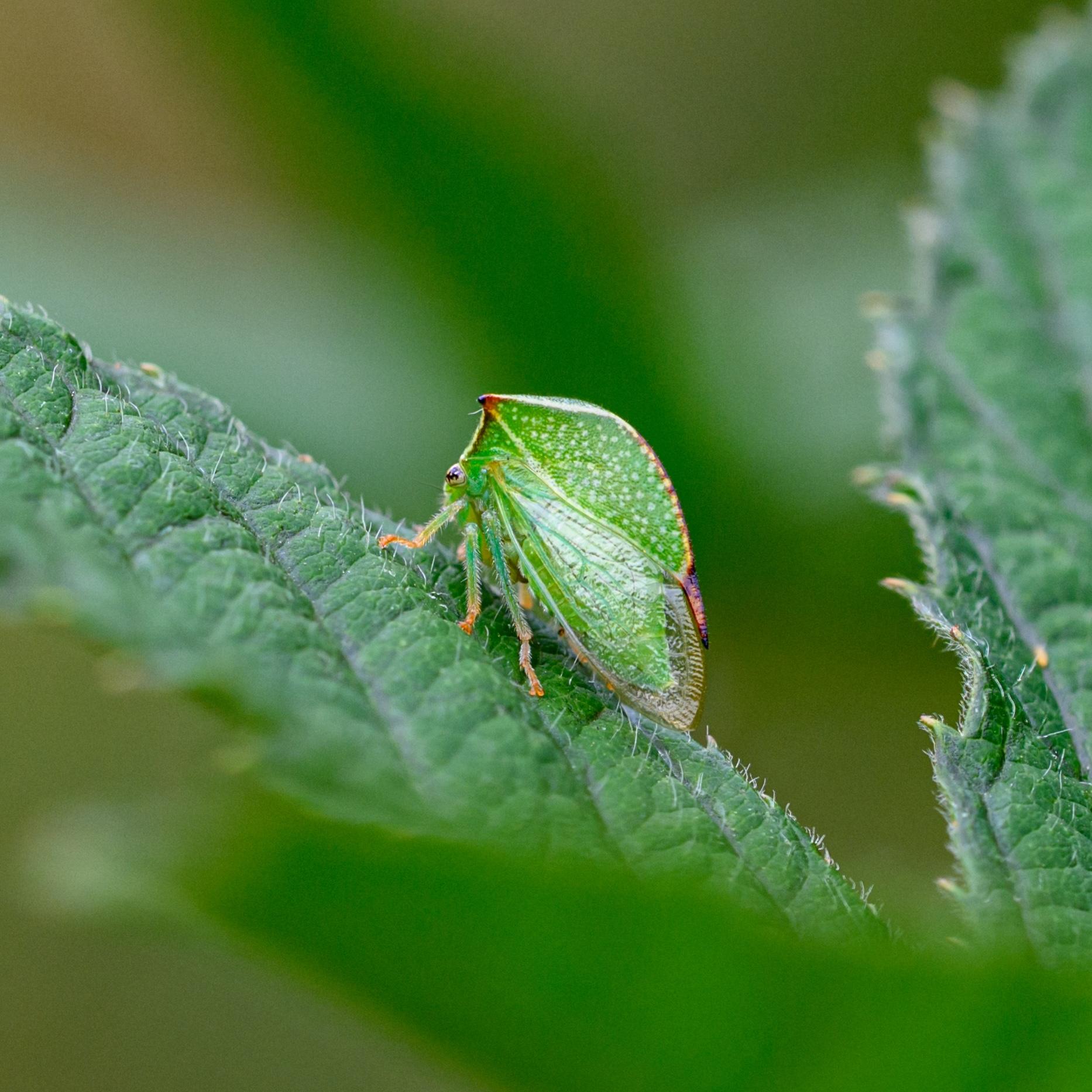A side-on view of a mostly green leafhopper standing on the edge of a green leaf. The leafhopper has a very high back above the wings, rimmed in brown and yellow, with white spots. The legs are green and hairy, orange at the feet. The eye is black and cream patterned.