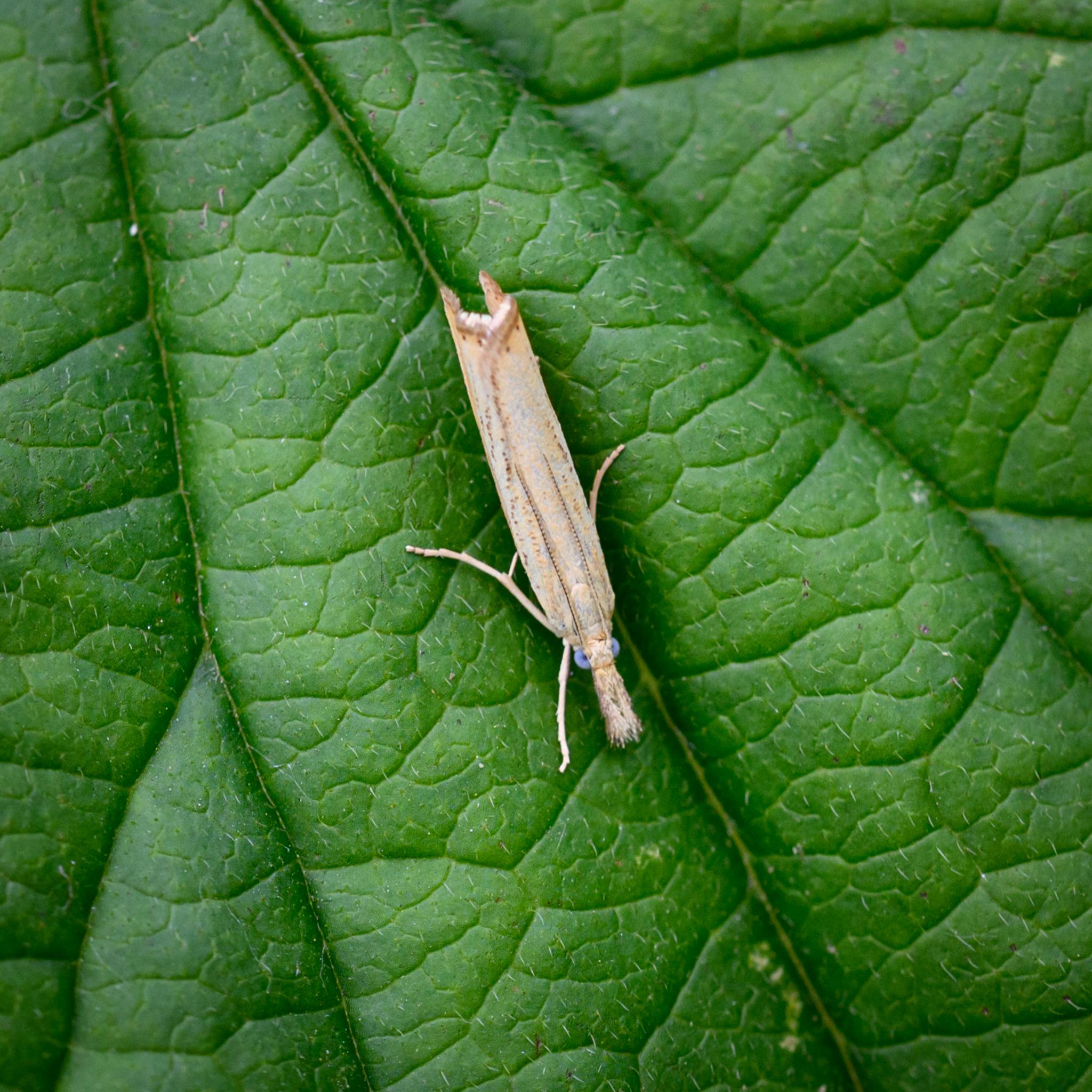 A small moth seen from above with its wings folded along its body, on a large green leaf. The moth is mostly light cream with some brown spots, and has large grey-blue eyes. It has an extended fluffy snout and its black and white banded antennae are laid along the top of its wings.