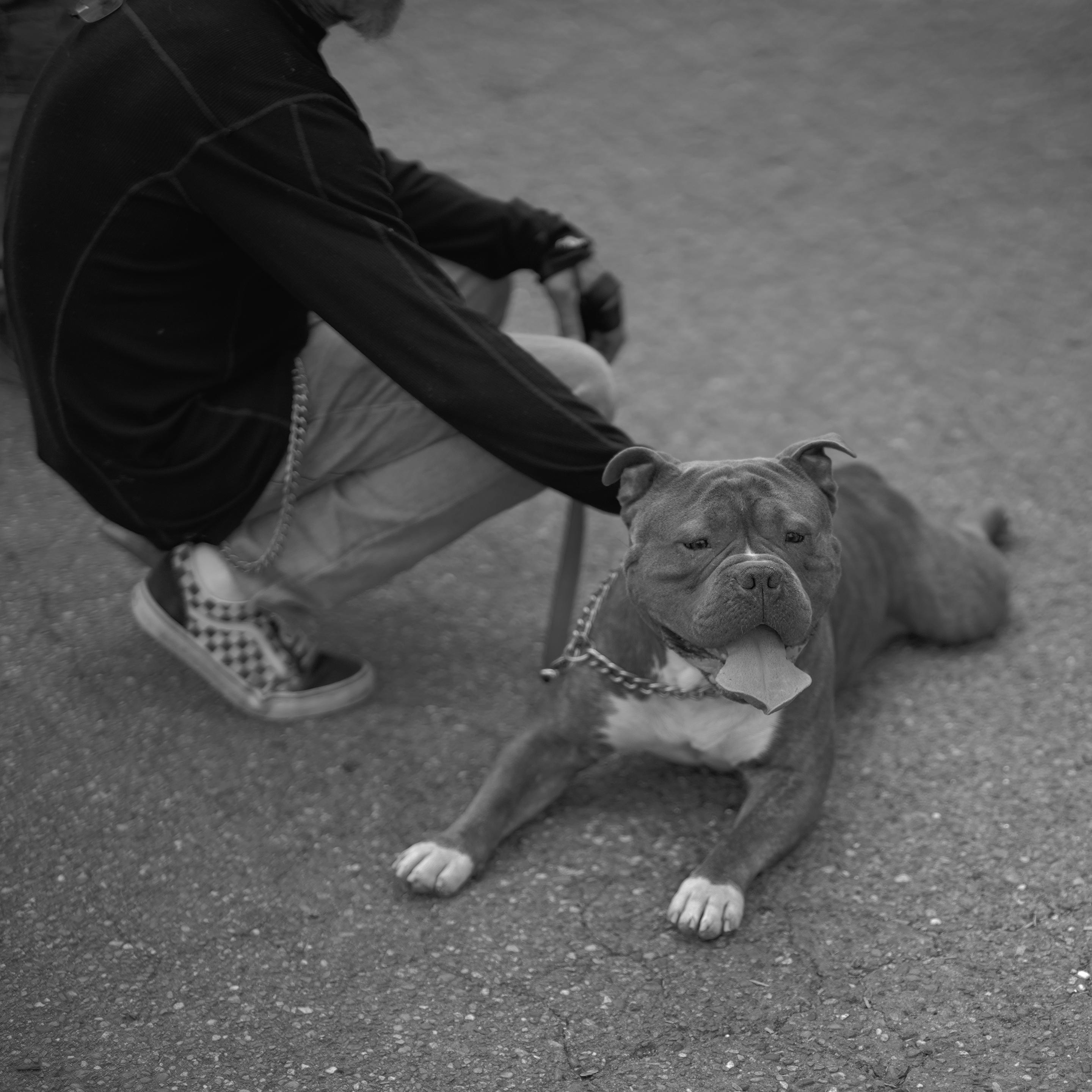 Black and white landscape format photo of a Staffordshire Terrier (Staffy) taking a break during a walk.

The energetic Staffy was eagerly exploring the grounds of a local event. Panting heavily from the brisk walk in a warm summer day, the Staffy suddenly plopped down sprawled out in the parking lot lying down with front legs in front and rear legs extended straight backwards, instead of the usual hips over knees lying position. 

The walking companion, a young man in the top left of the photo, crouched down and extended his right hand to the Staffy's mid back as if to say "yeah let's take a break".

A few seconds later something caught its attention, and took the snapshot.