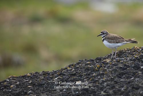 A shorebird with long legs, a white belly, brown patterns on its back, head and long tail. It has a long black bill and two black rings on its chest. It is seen from its side looking sideways at the photographer. It sits on a dark rocky conglomerate with a blurry green background.